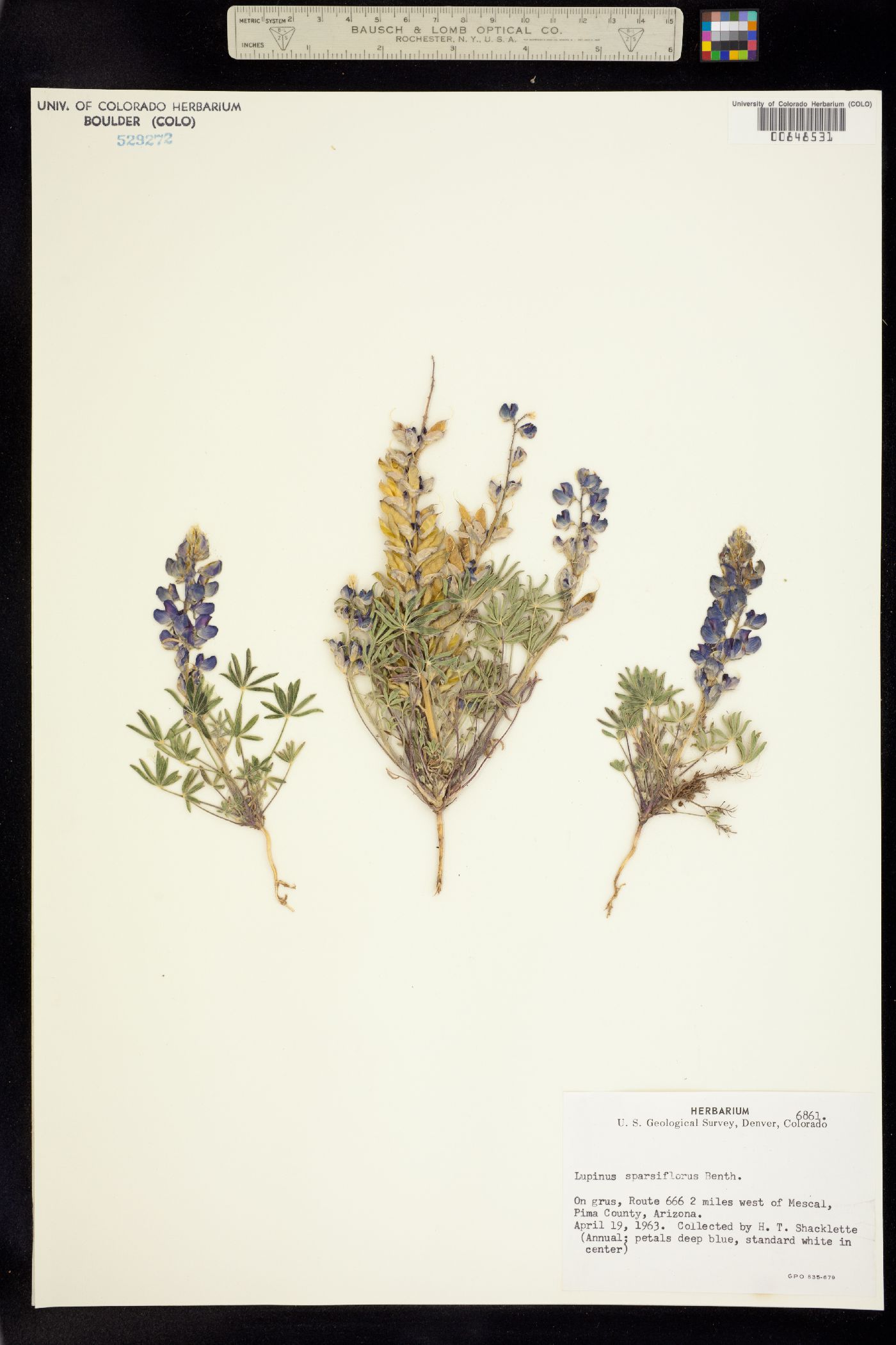 Lupinus sparsiflorus image