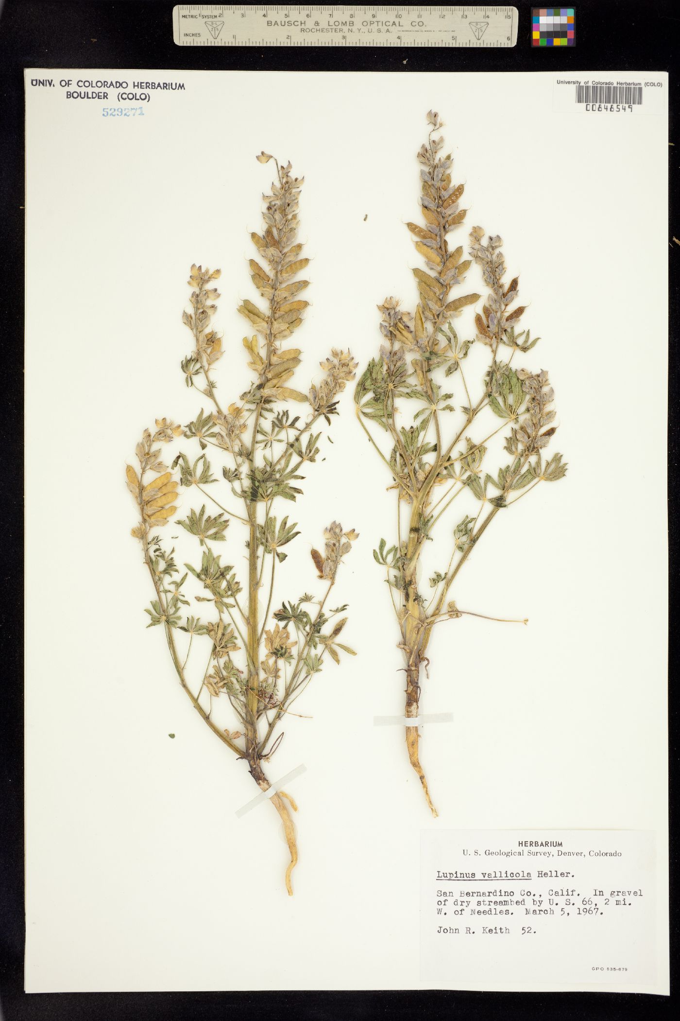 Lupinus vallicola image