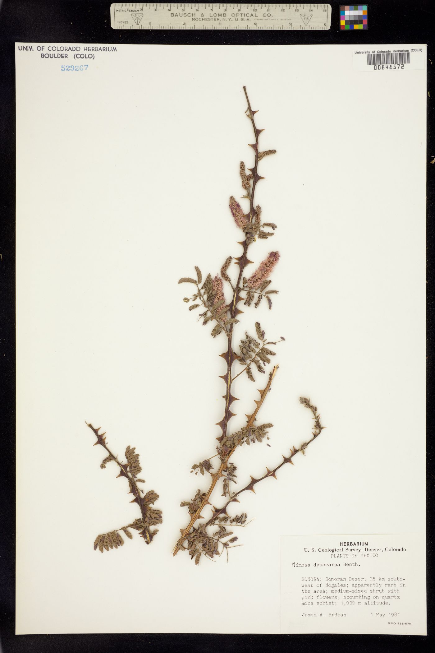 Mimosa dysocarpa image