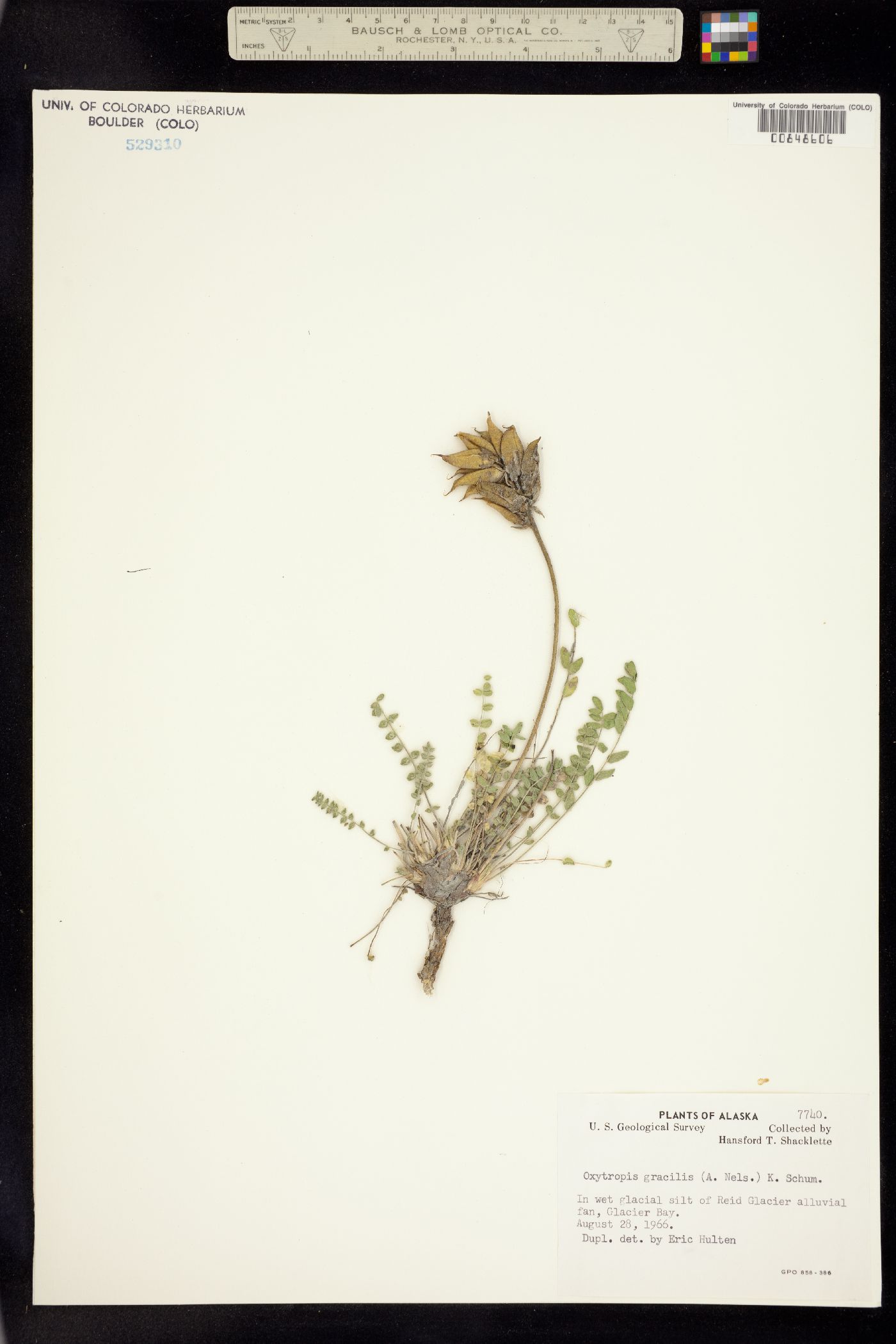 Oxytropis campestris var. spicata image