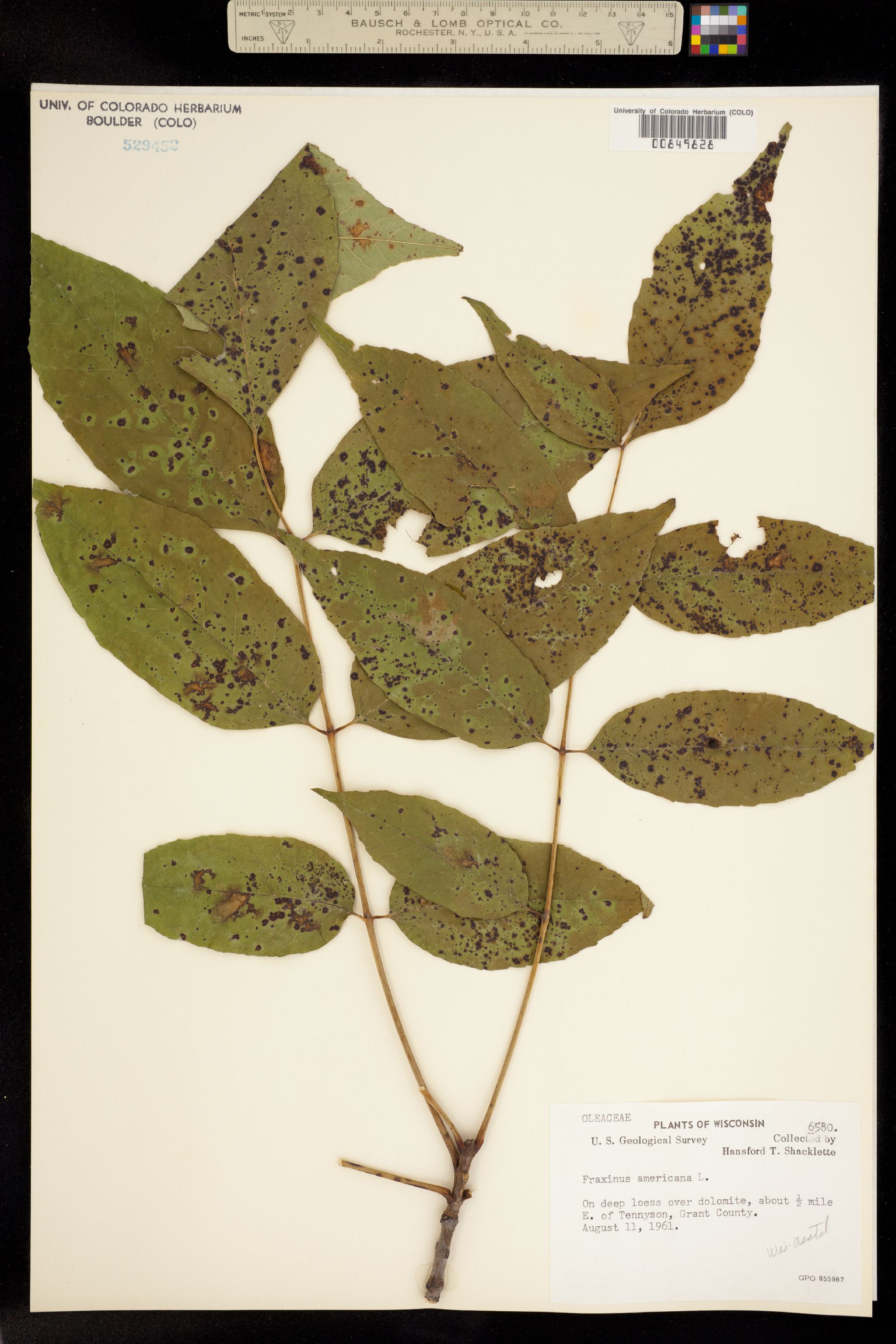 Fraxinus americana image
