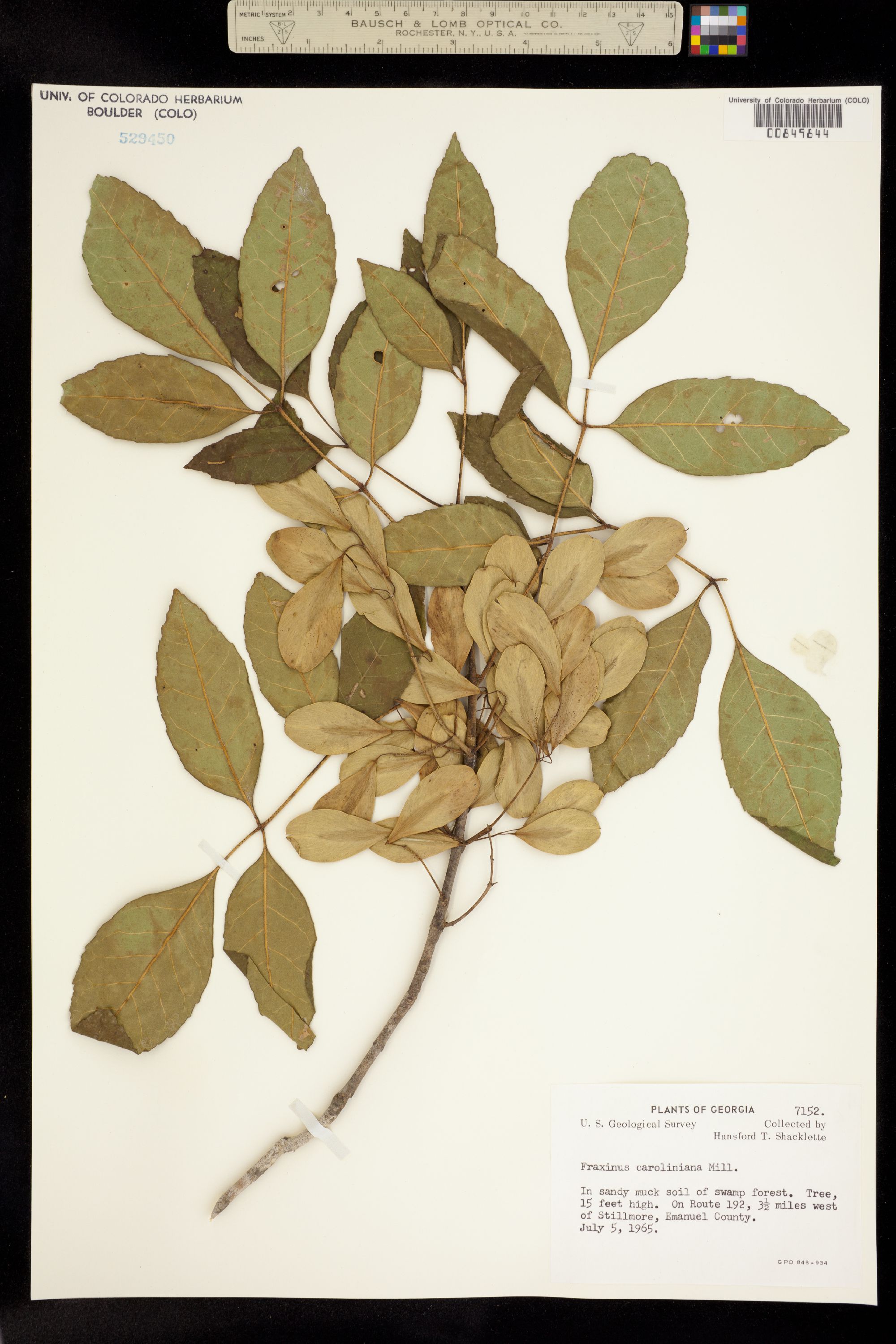 Fraxinus caroliniana image