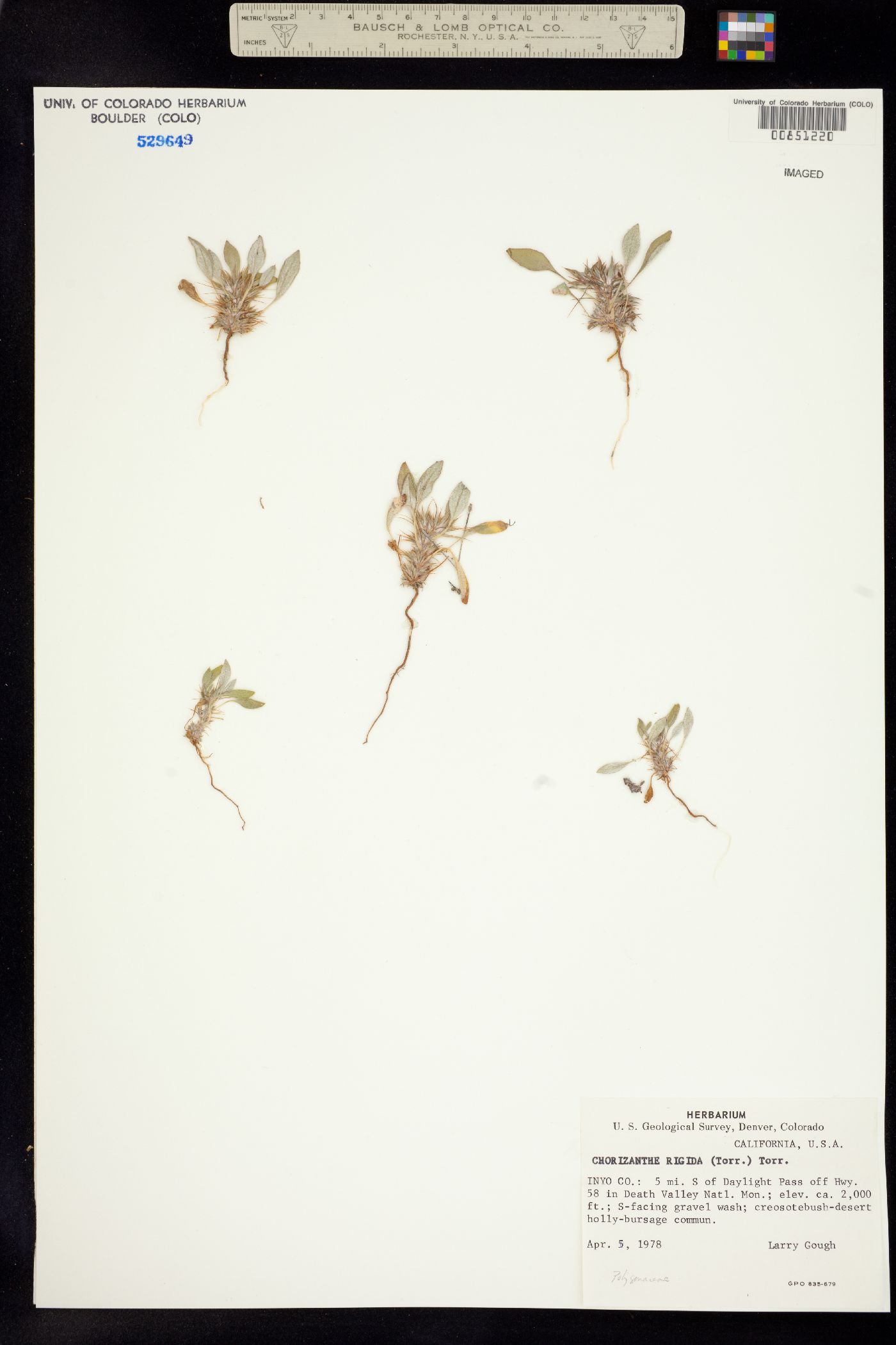 Chorizanthe rigida image
