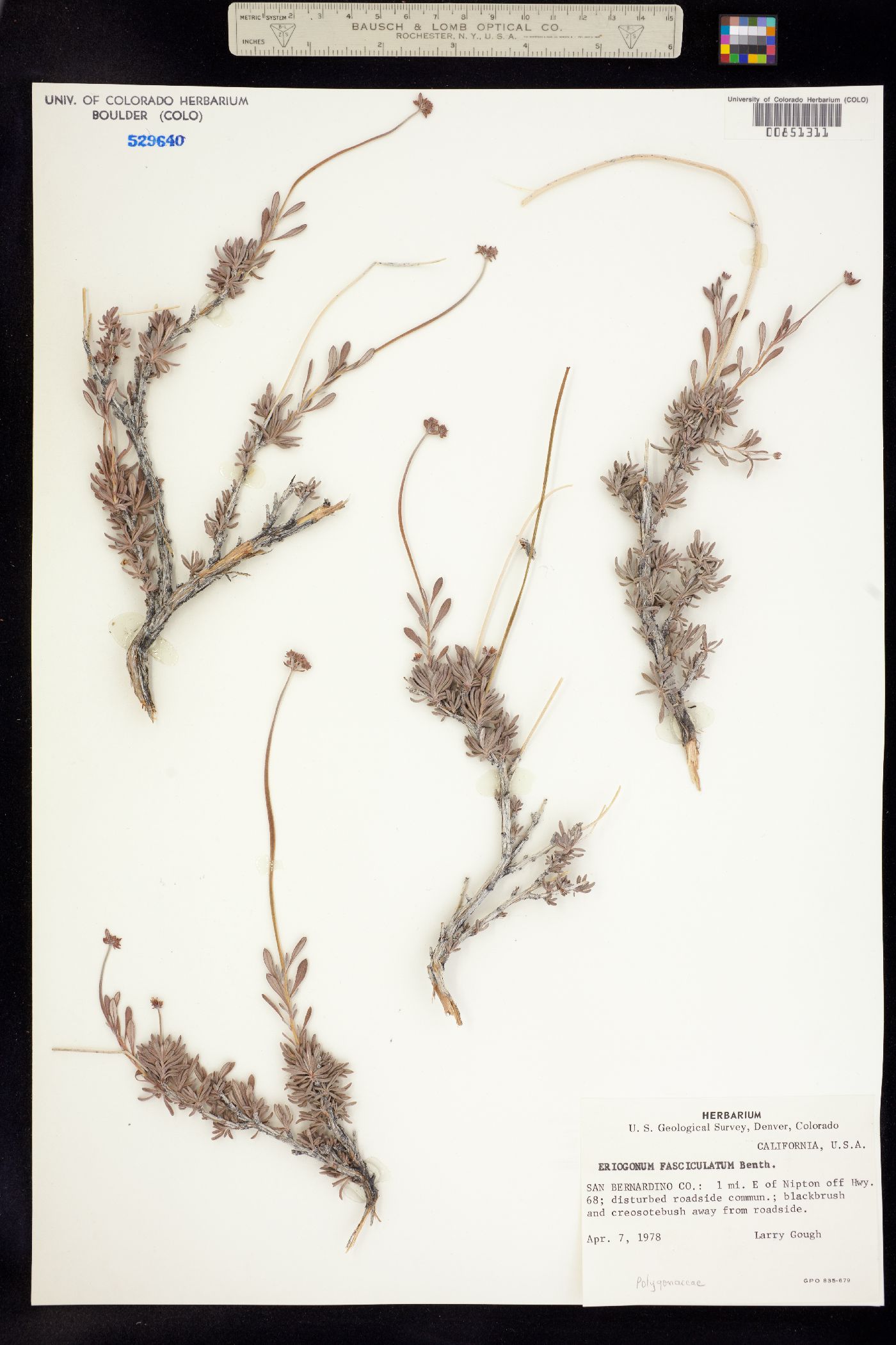 Eriogonum fasciculatum image