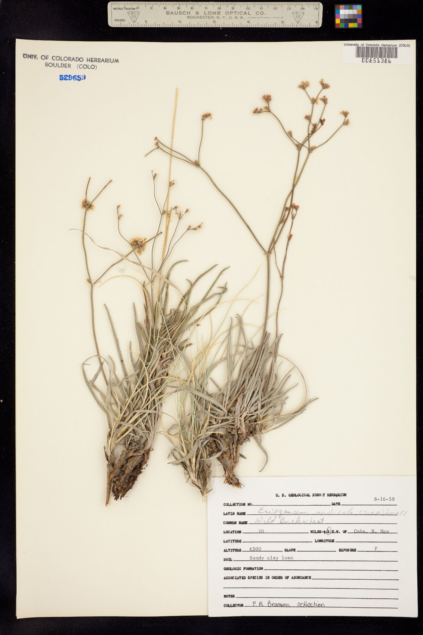 Eriogonum lonchophyllum image