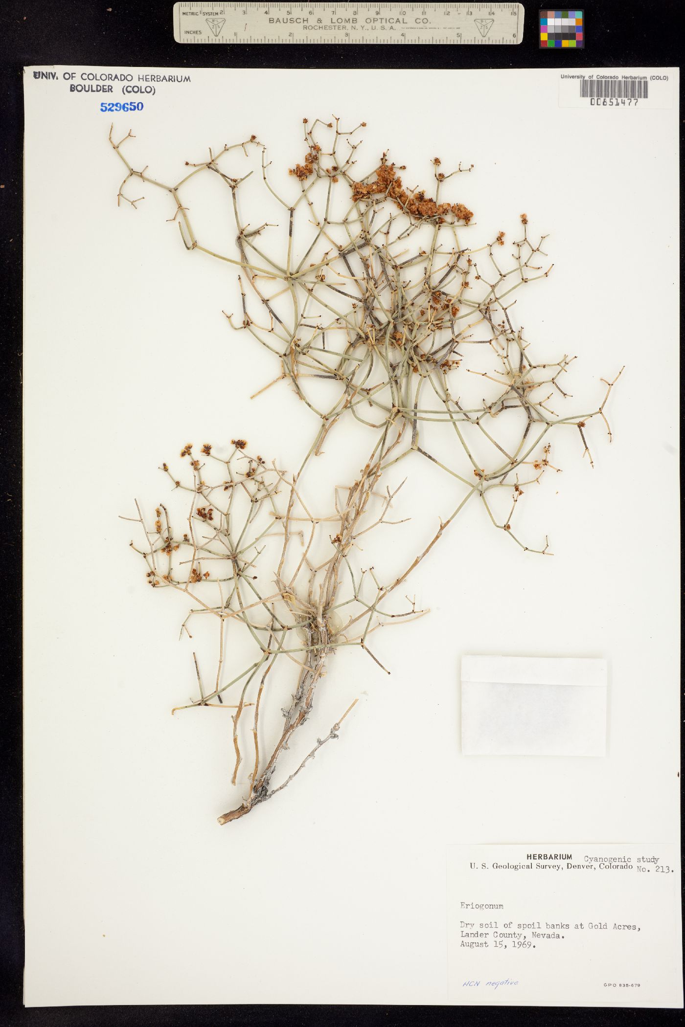 Eriogonum heermannii var. humilius image