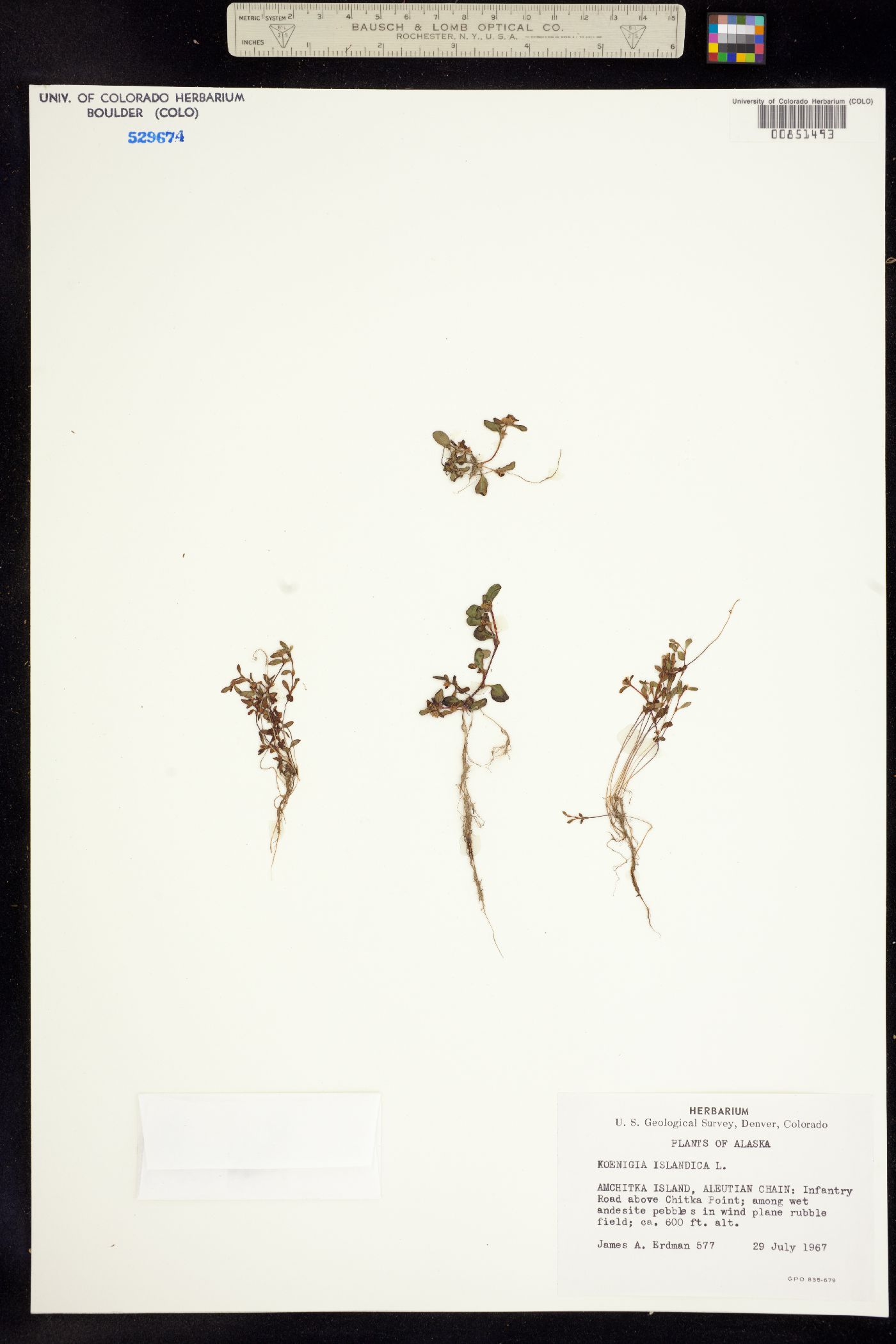 Koenigia image