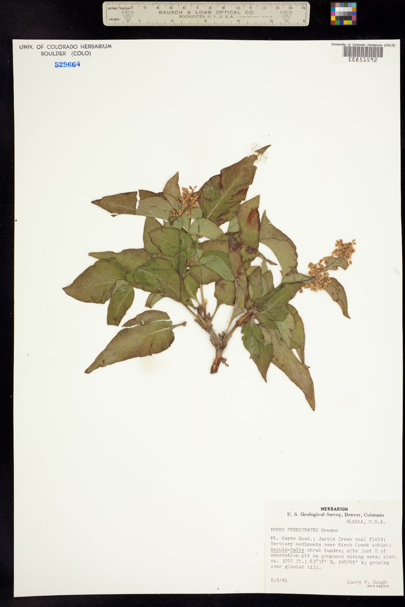 Rumex occidentalis image