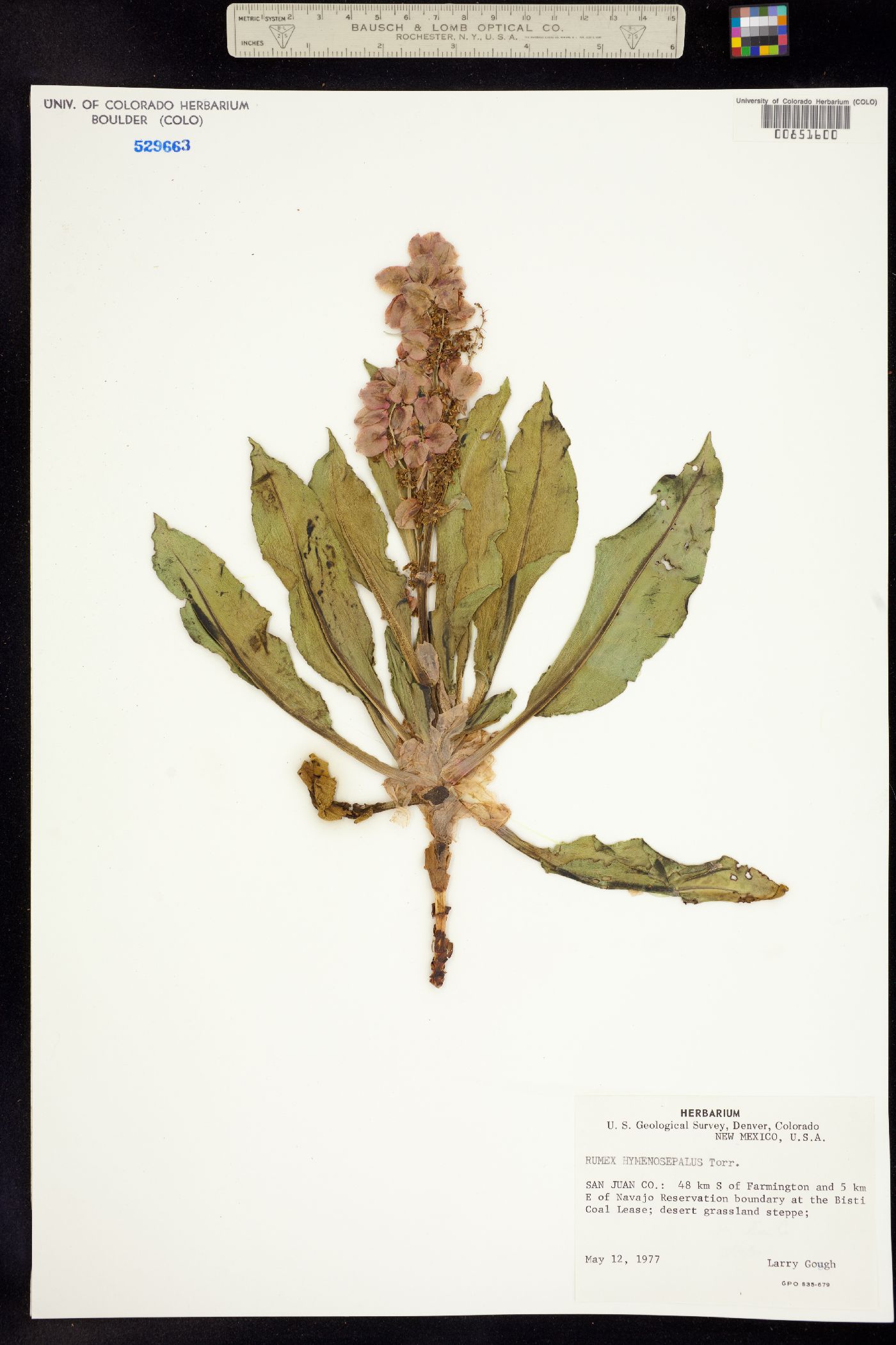 Rumex hymenosepalus image