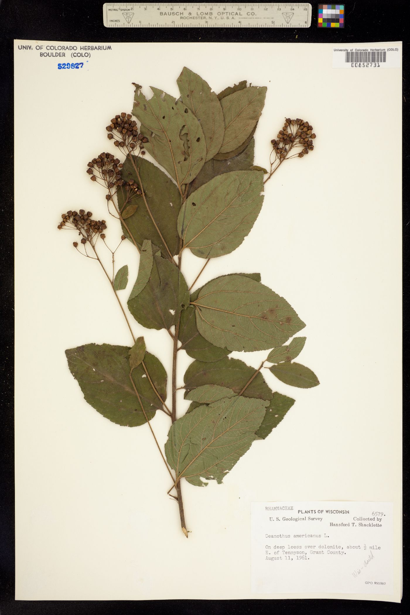 Rhamnaceae image