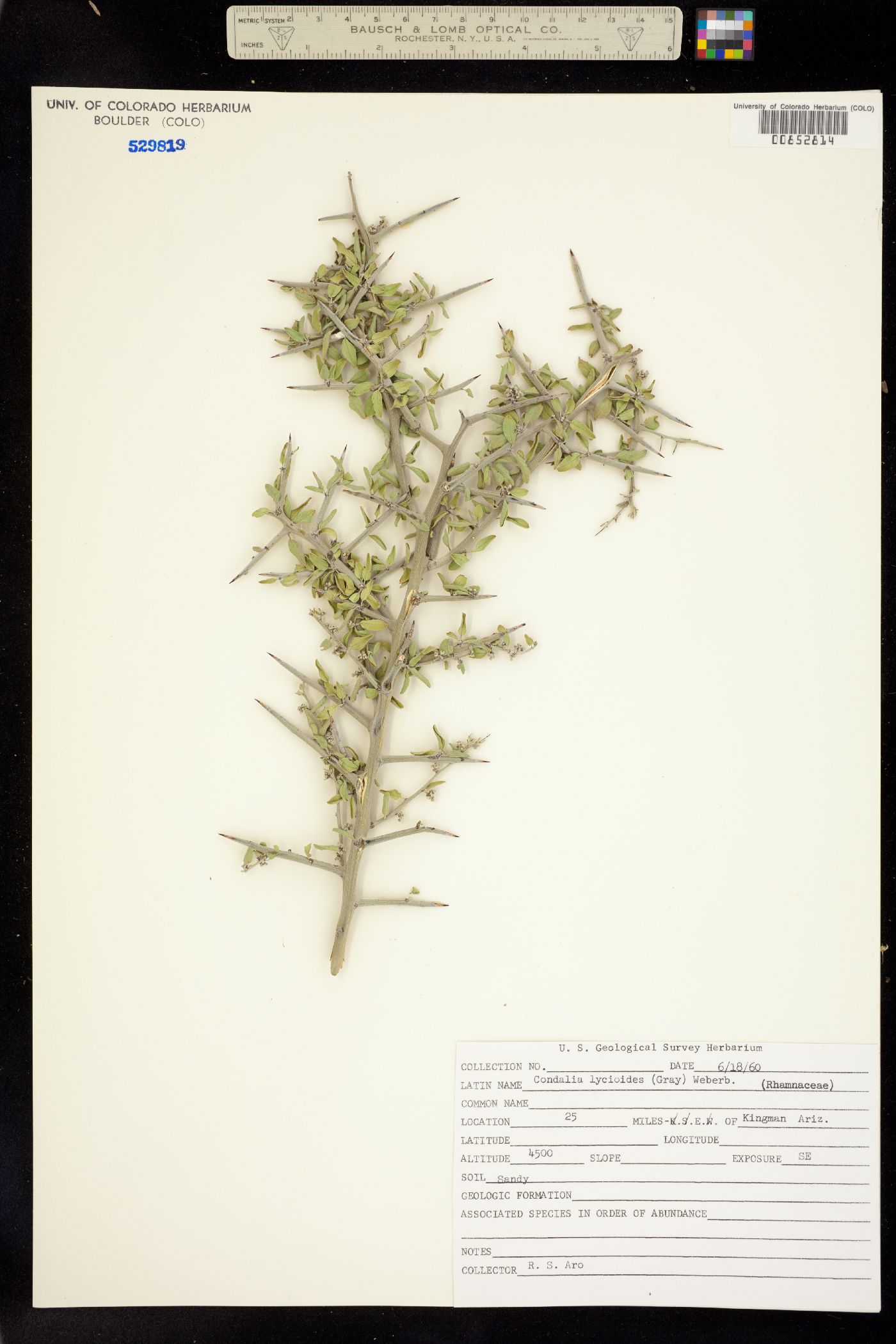 Ziziphus obtusifolia var. obtusifolia image