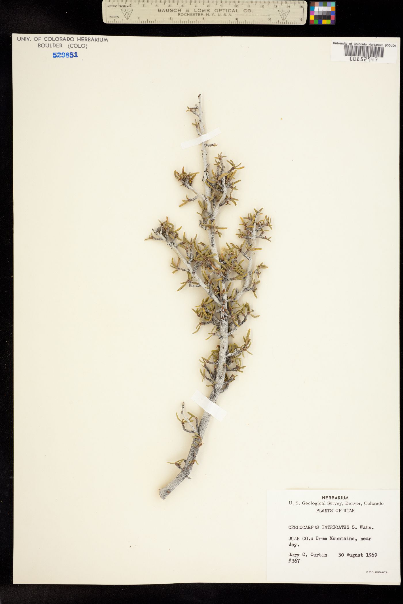 Cercocarpus ledifolius var. intricatus image