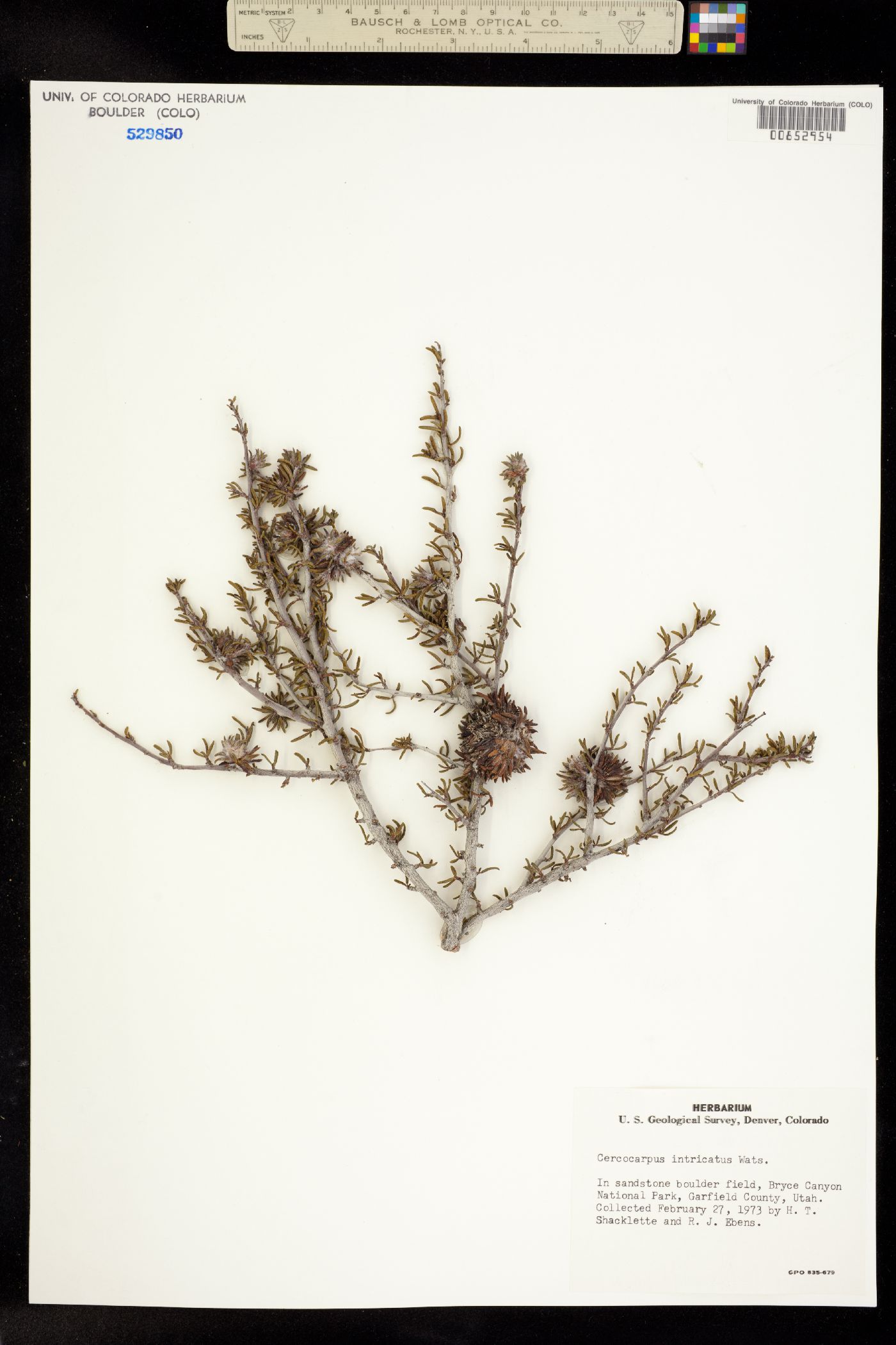 Cercocarpus ledifolius var. intricatus image