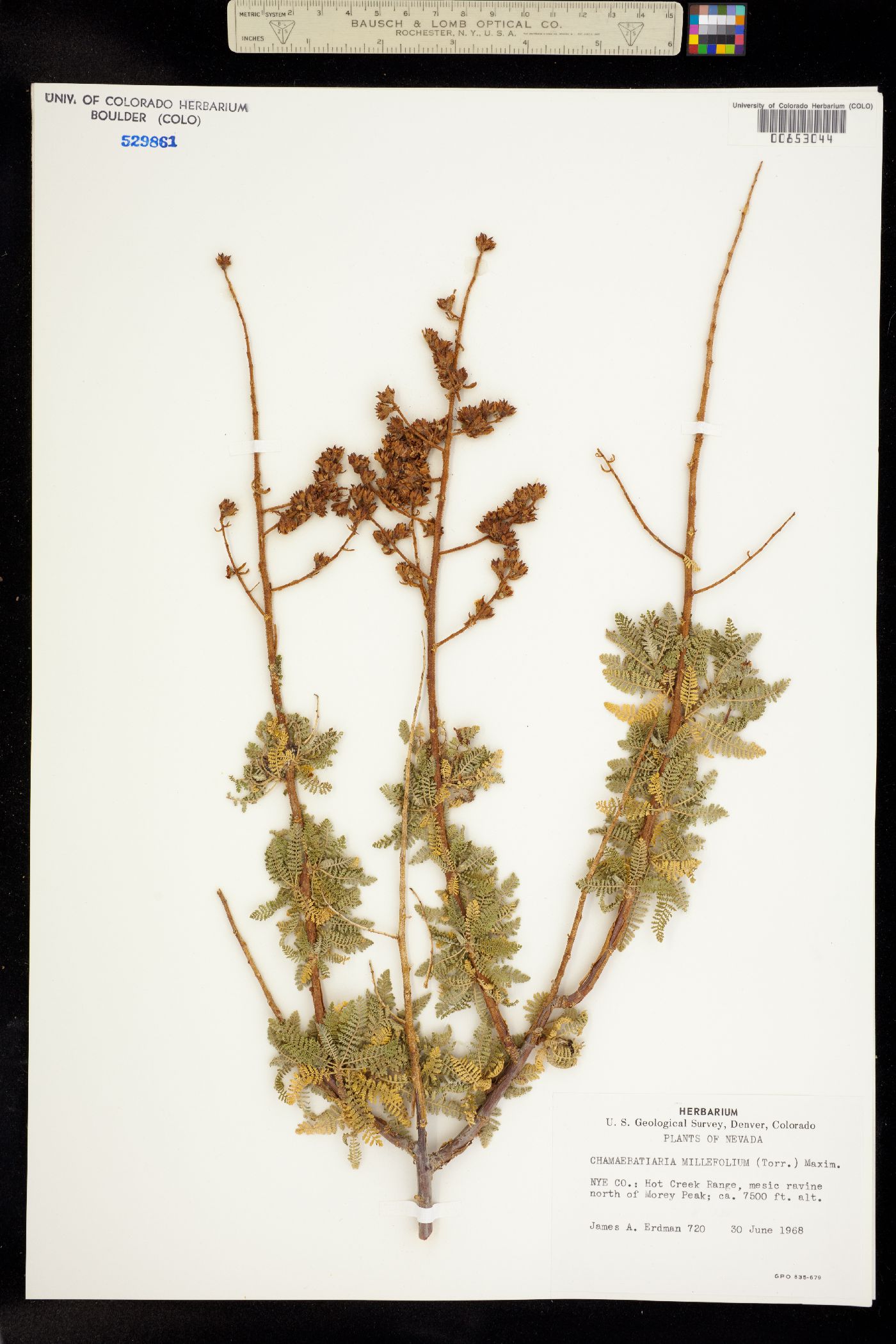 Chamaebatiaria millefolium image