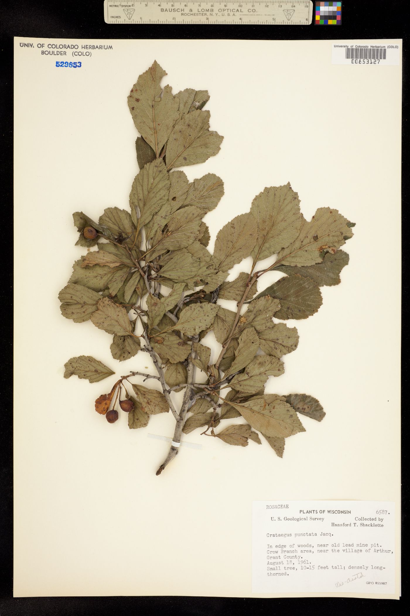 Crataegus punctata image