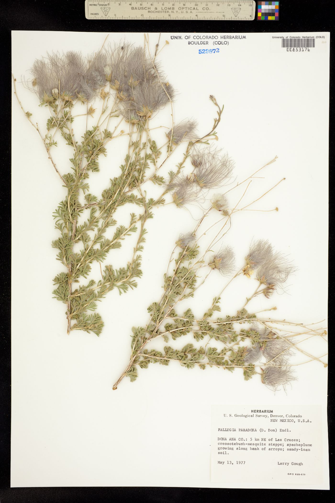 Fallugia paradoxa image