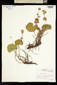 Geum calthifolium image