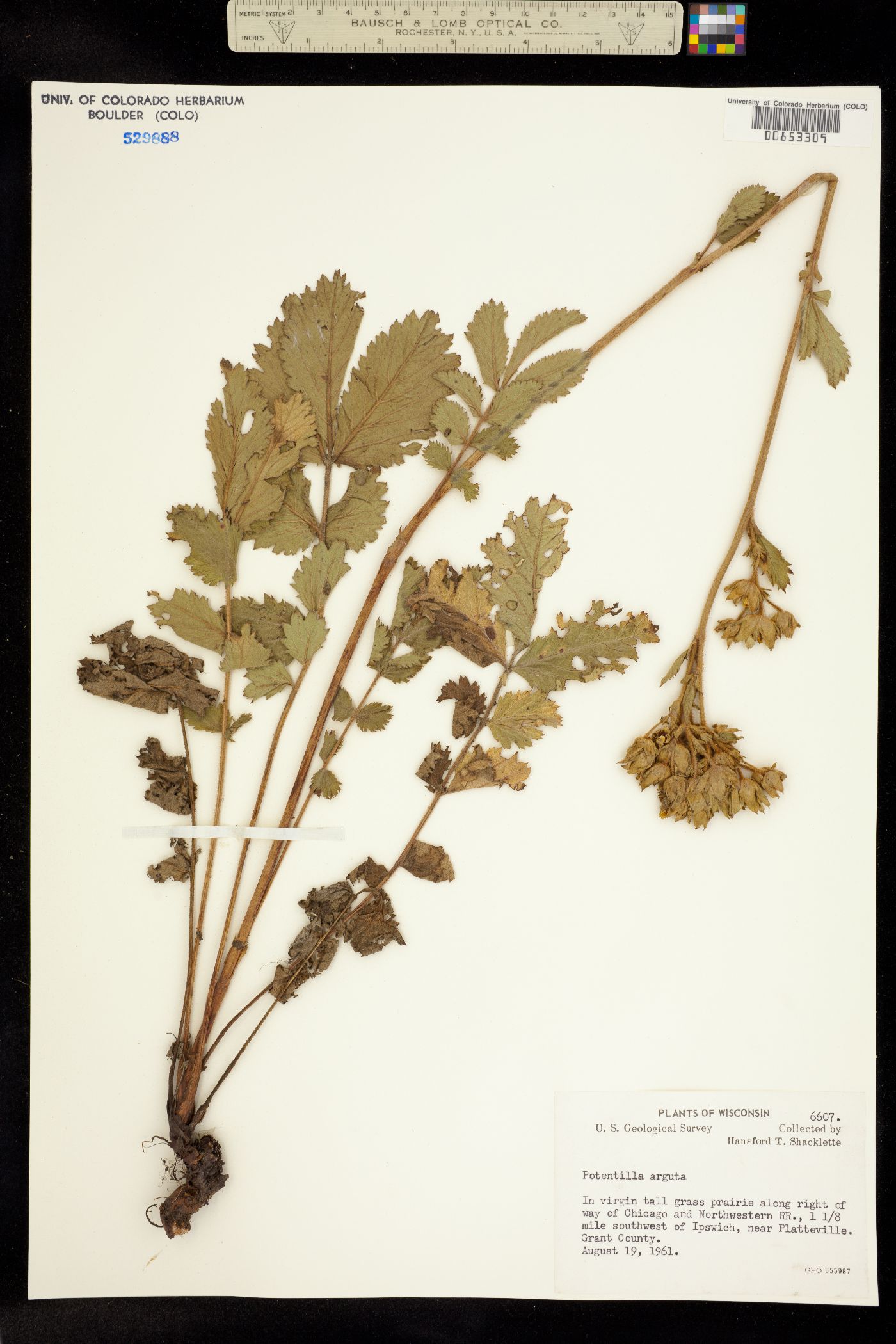 Drymocallis arguta image