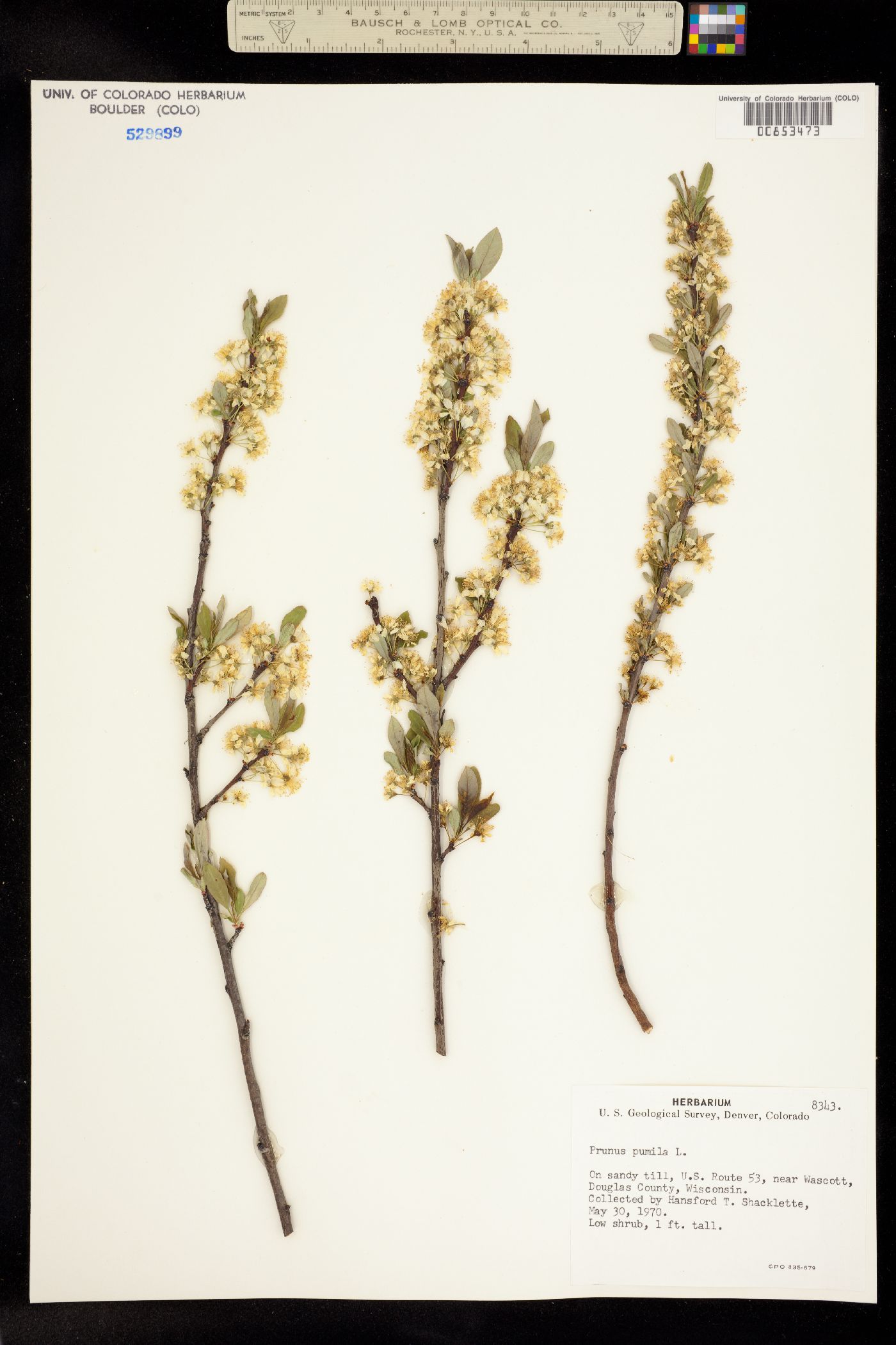 Prunus pumila var. pumila image