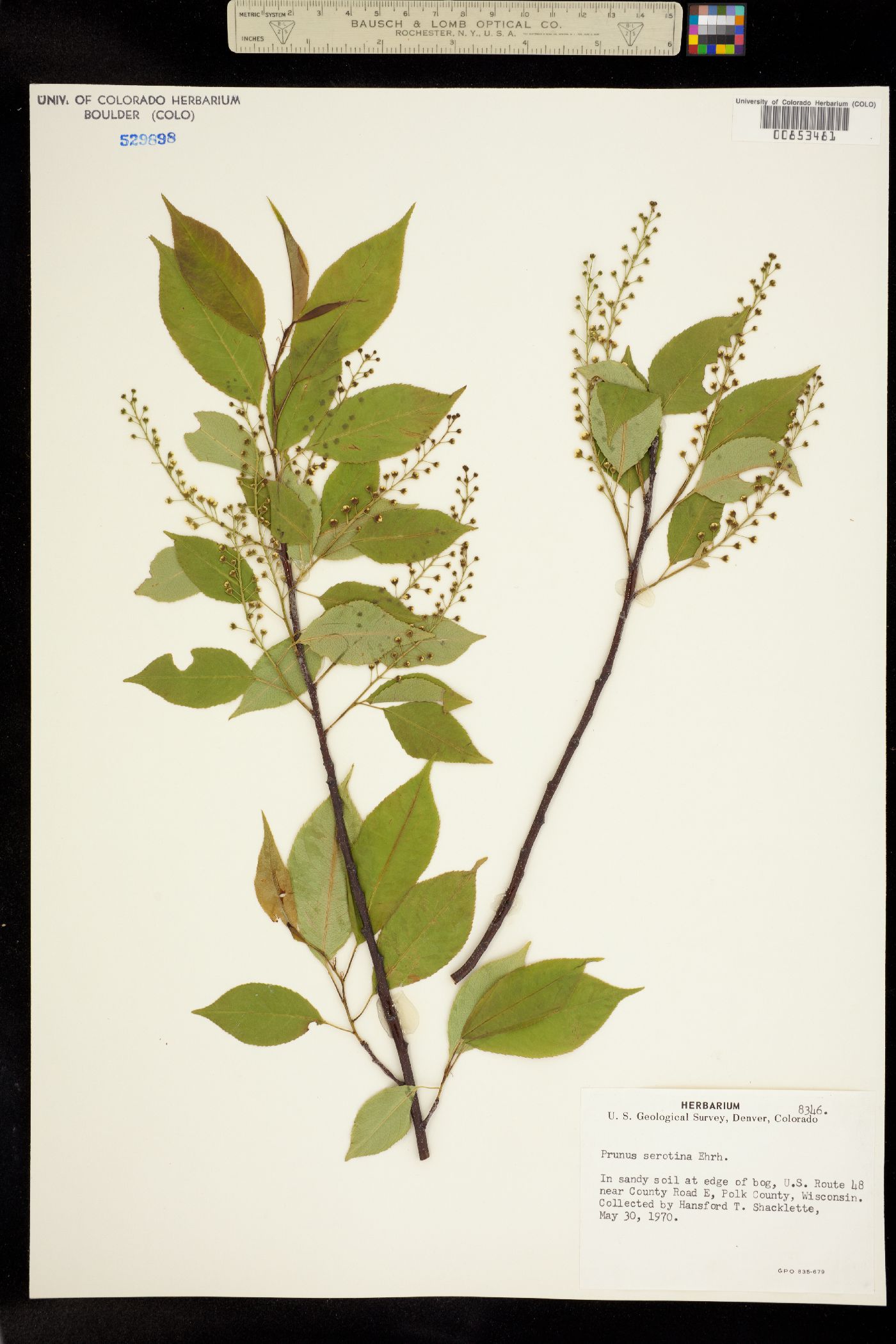 Padus serotina image