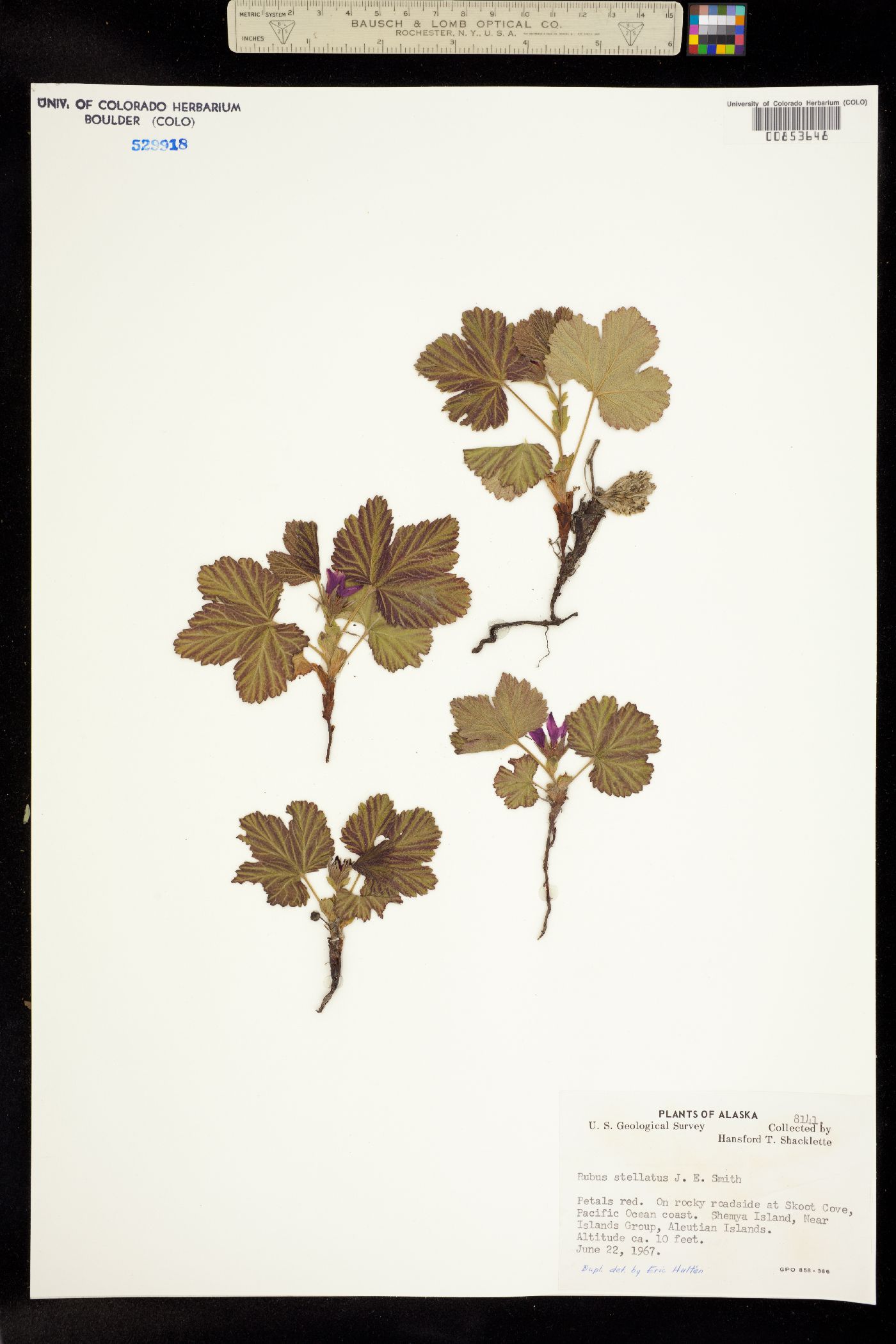 Cylactis arctica image