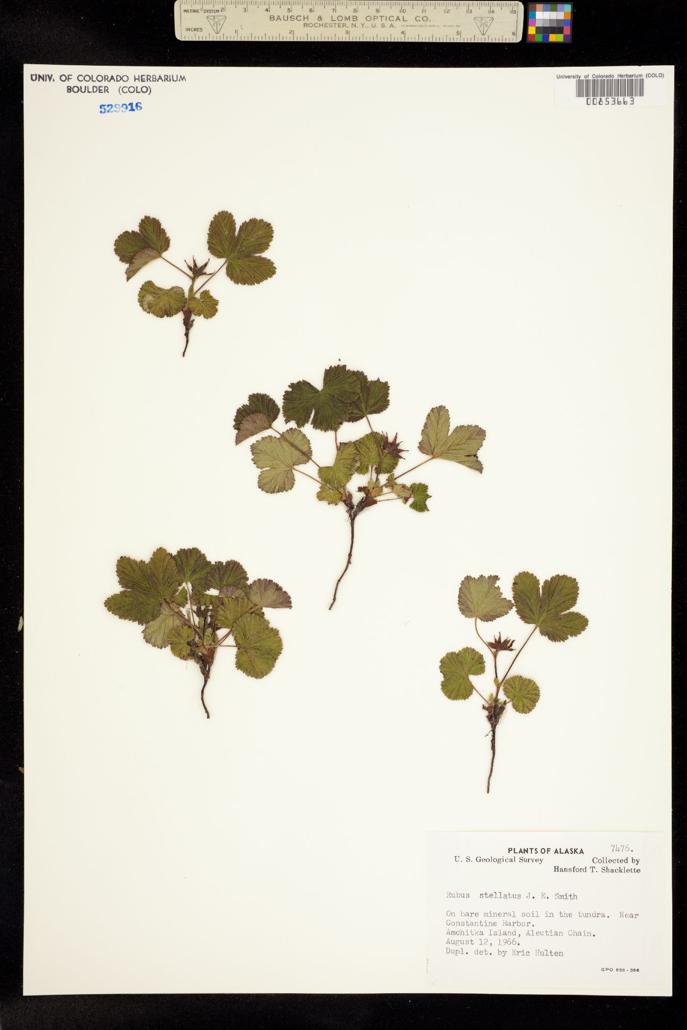 Cylactis arctica image