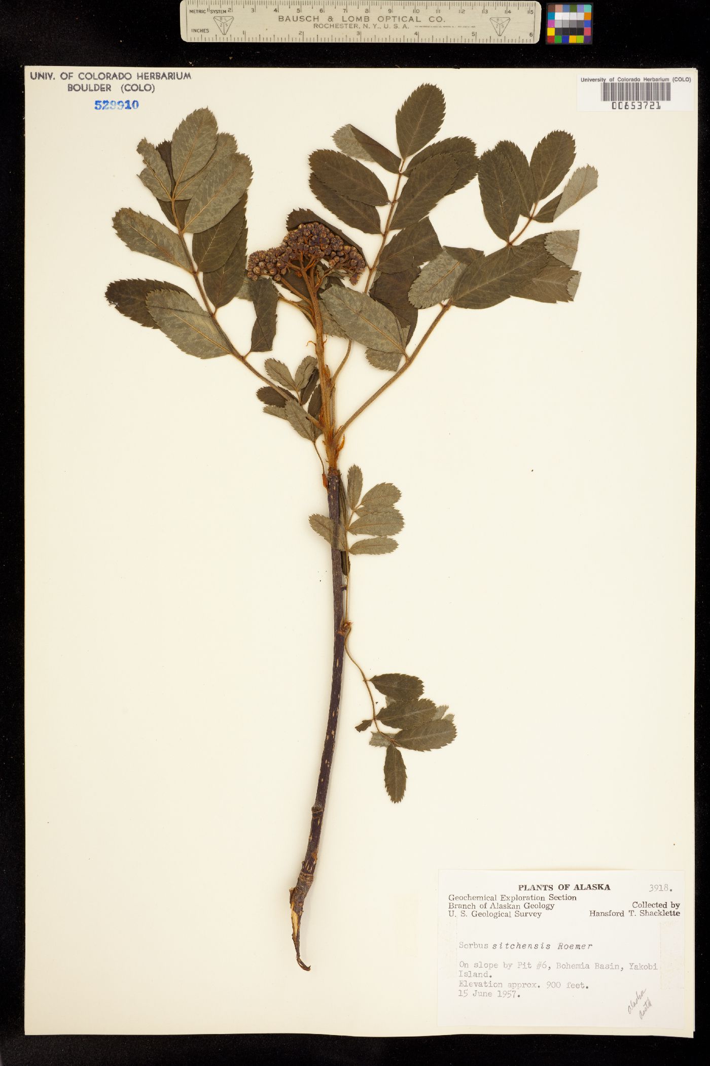 Sorbus image