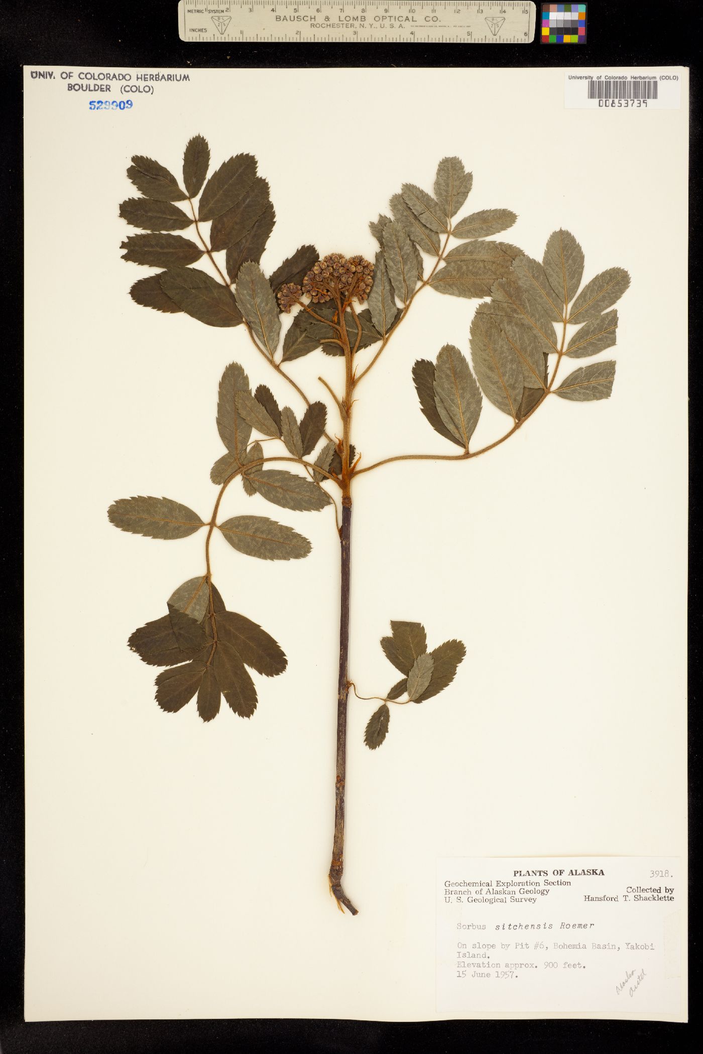 Sorbus sitchensis image