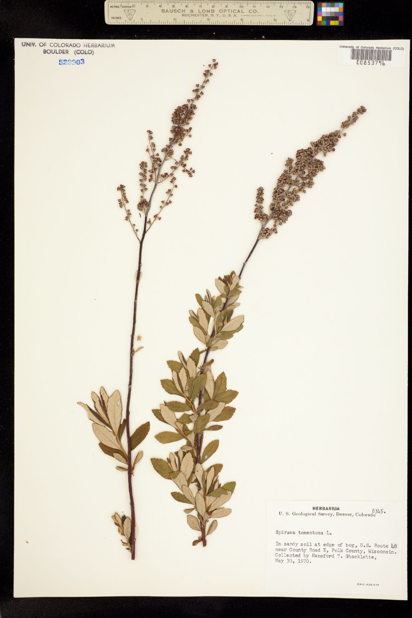 Spiraea tomentosa image