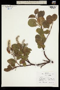 Salix crassijulis image