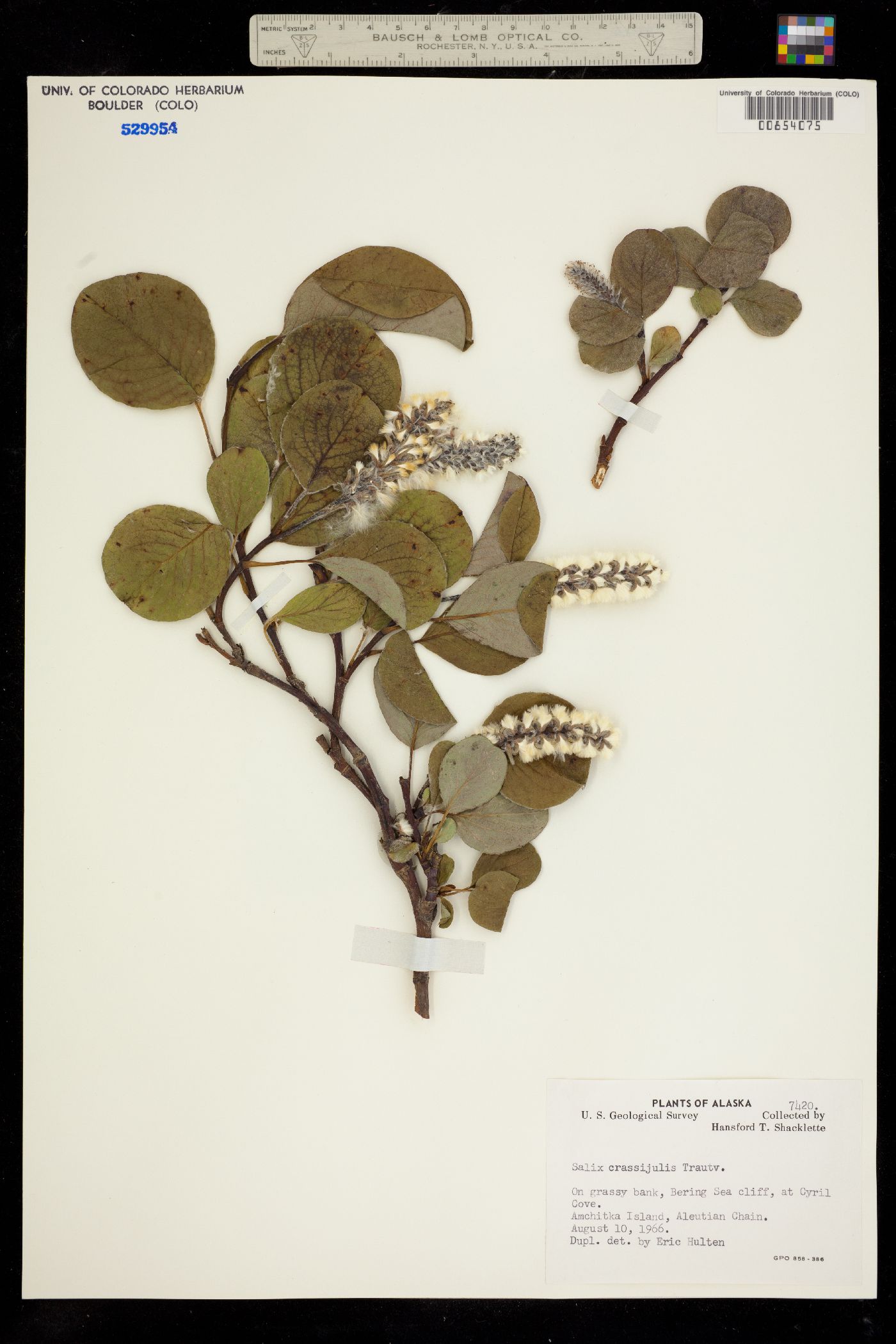 Salix arctica image