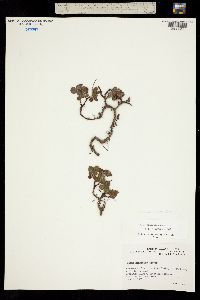 Image of Salix ovalifolia