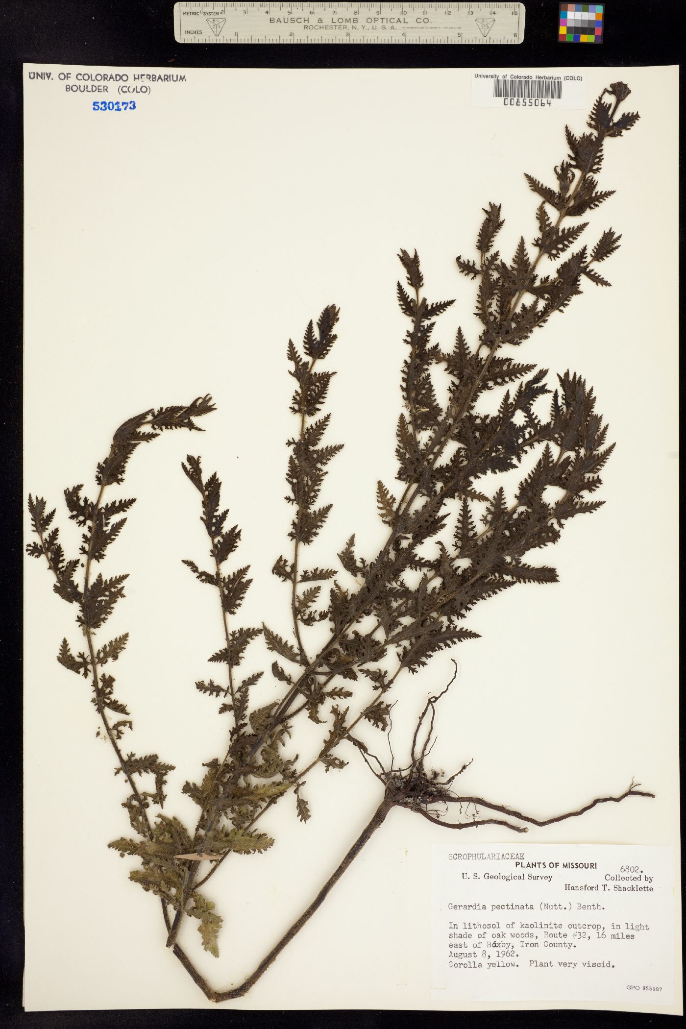 Aureolaria image