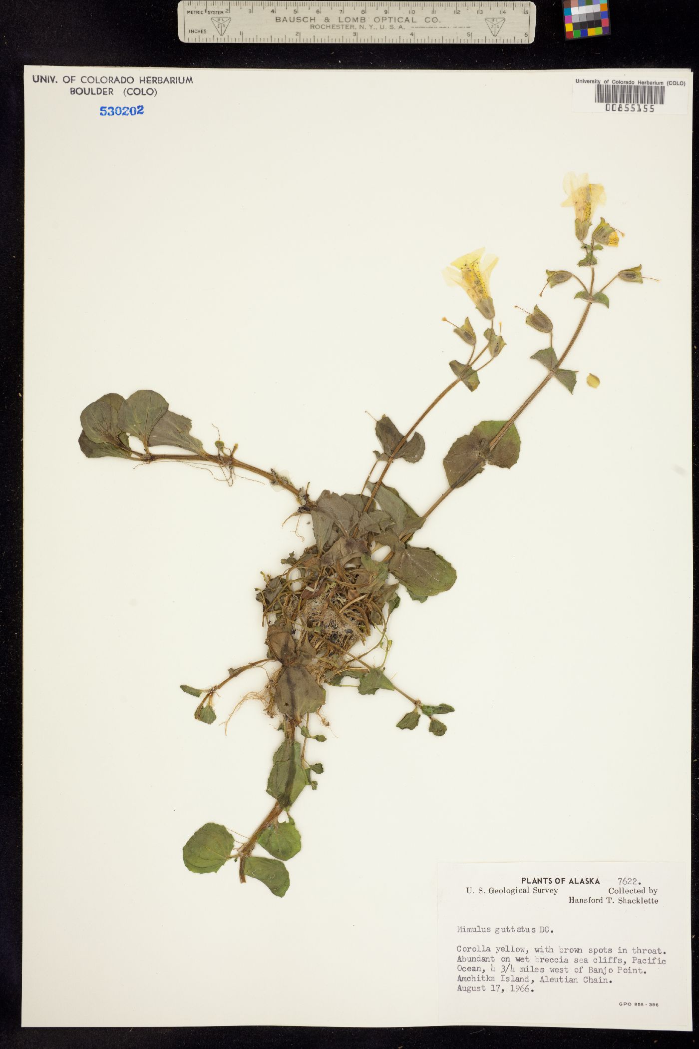 Mimulus guttatus image