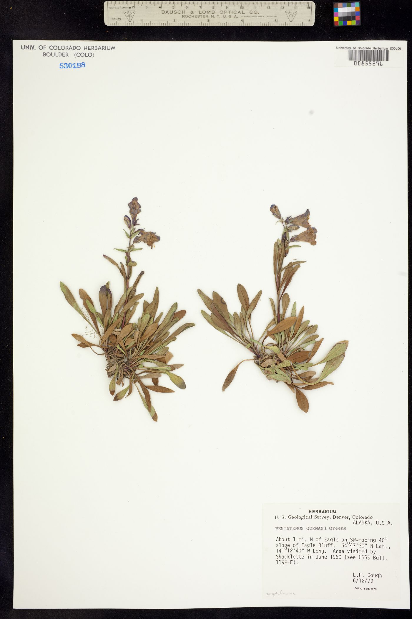 Penstemon gormanii image