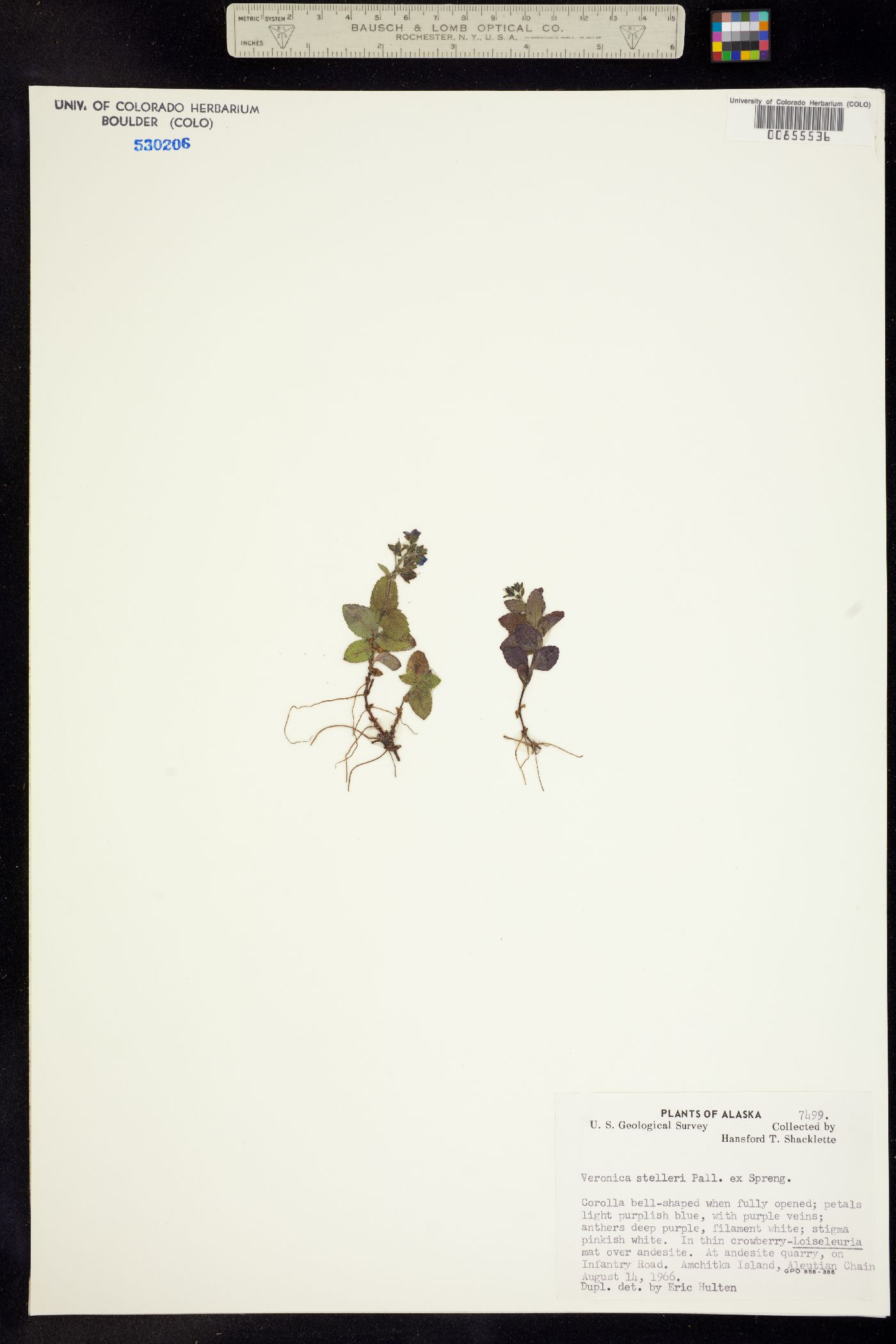 Veronica stelleri image