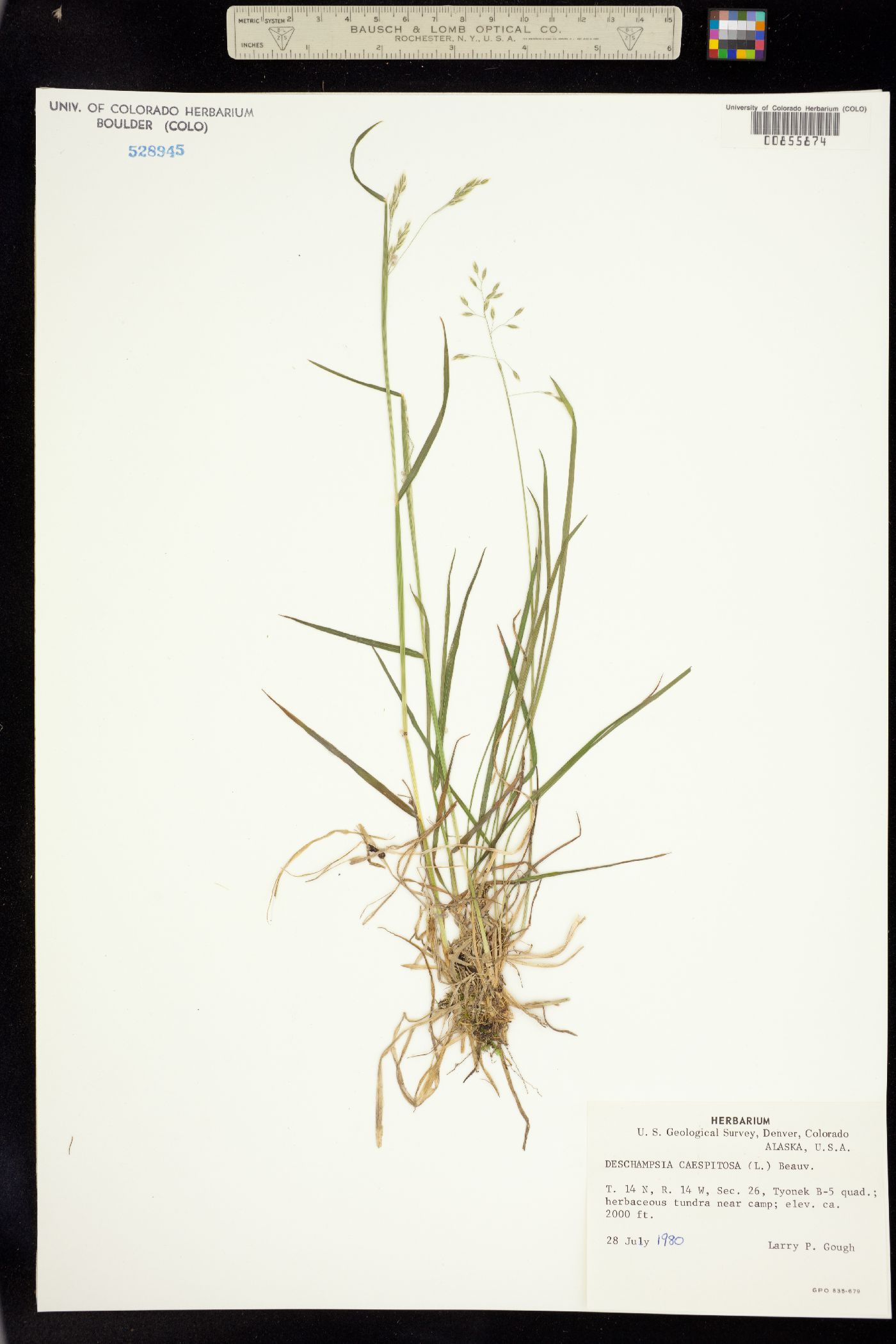 Deschampsia image