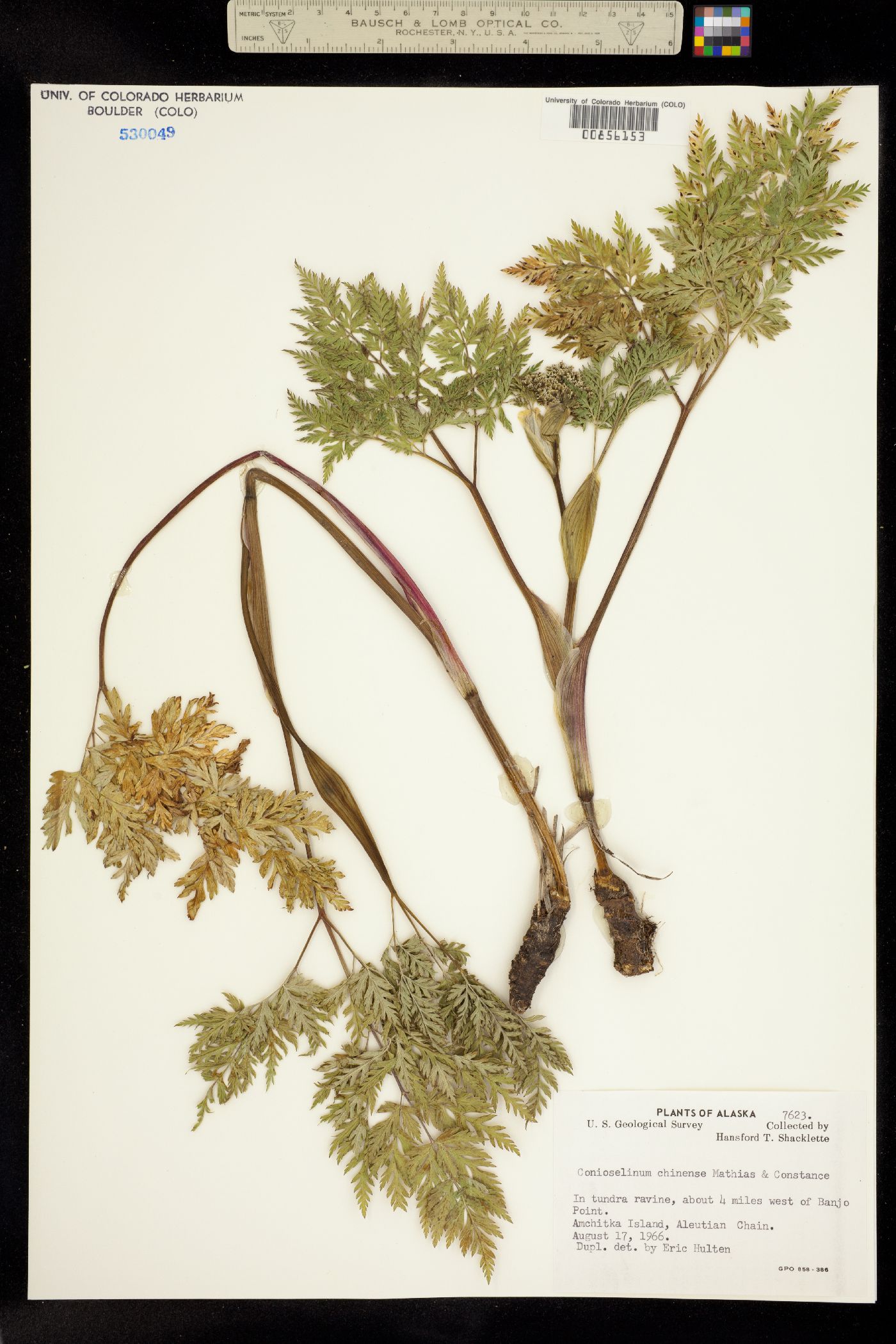 Conioselinum chinense image