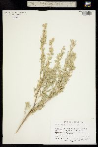 Atriplex canescens image