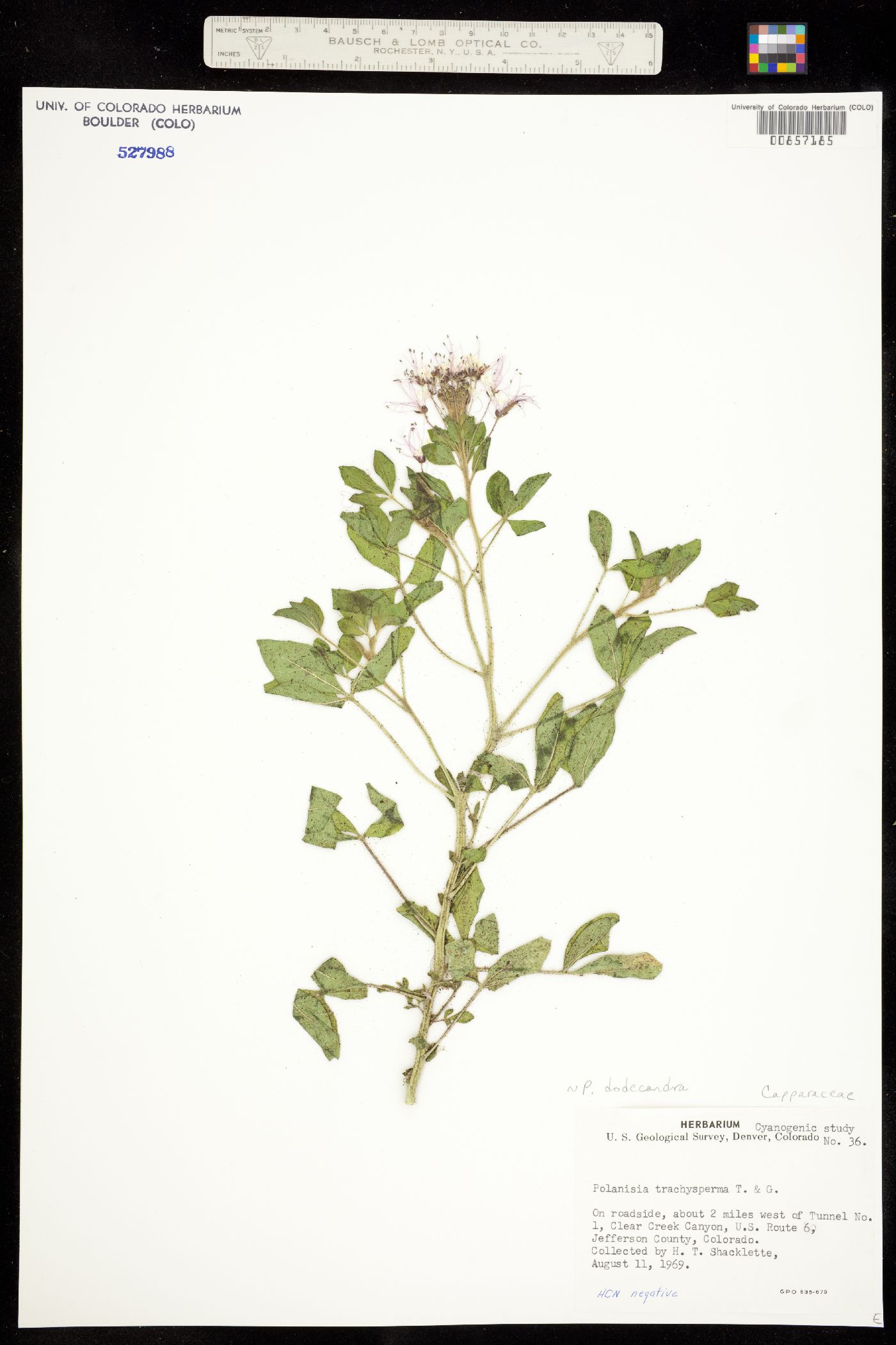 Capparaceae image
