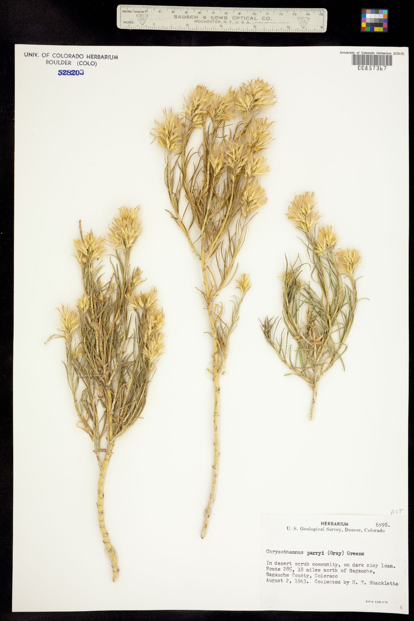 Chrysothamnus parryi image