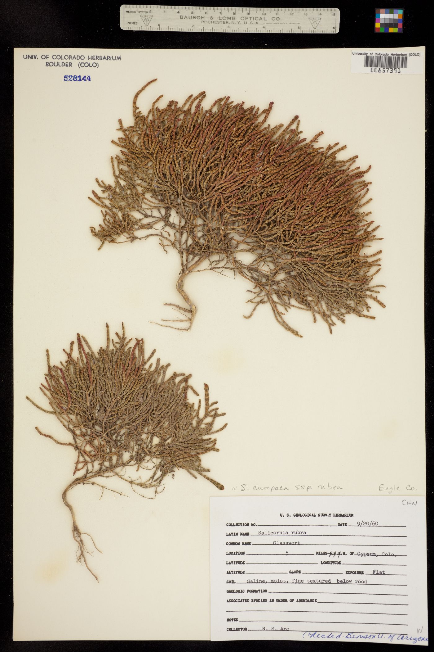 Salicornia rubra image