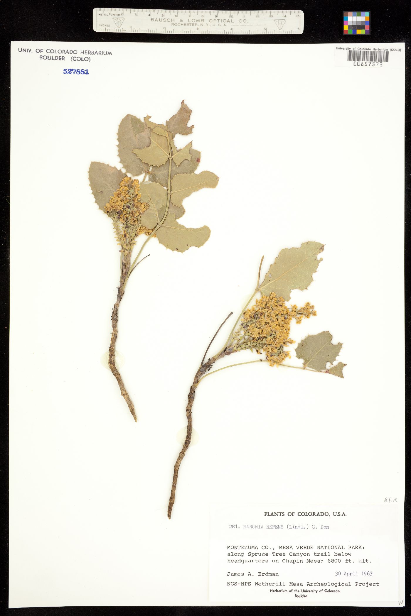 Berberis image