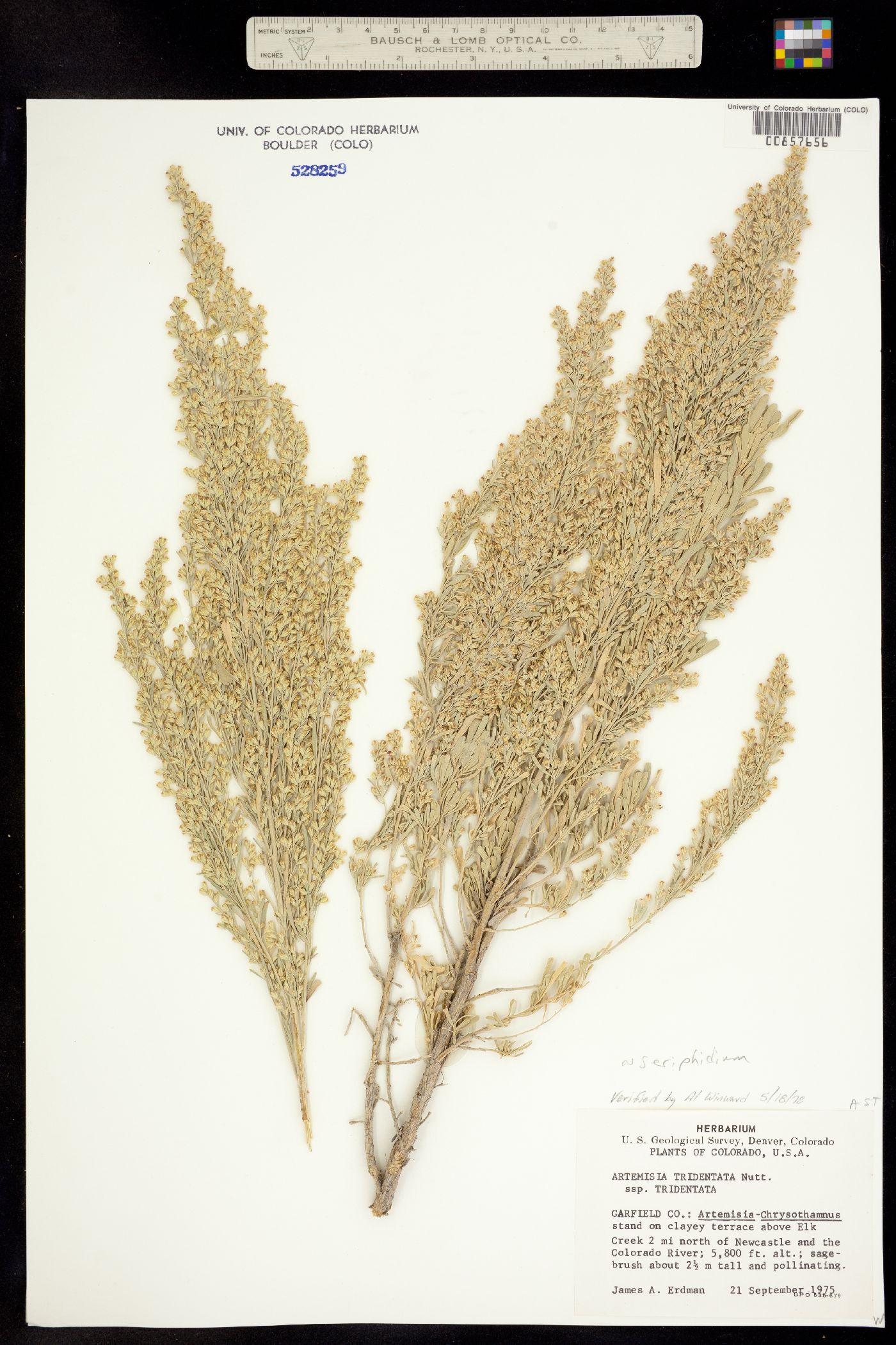 Seriphidium tridentatum ssp. tridentatum image