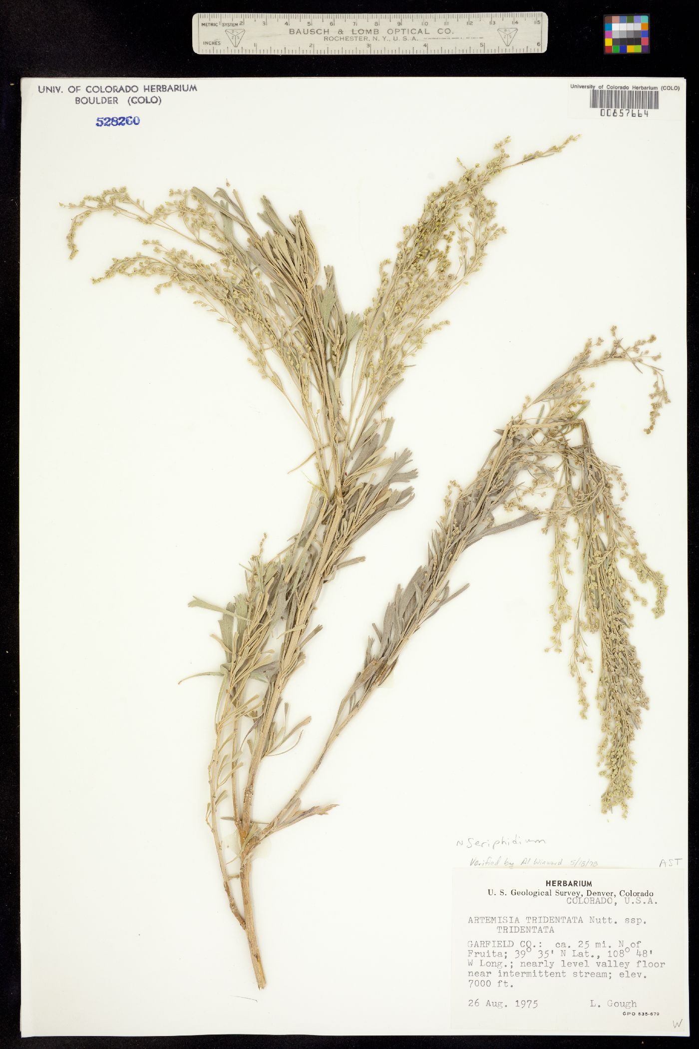 Seriphidium tridentatum ssp. tridentatum image