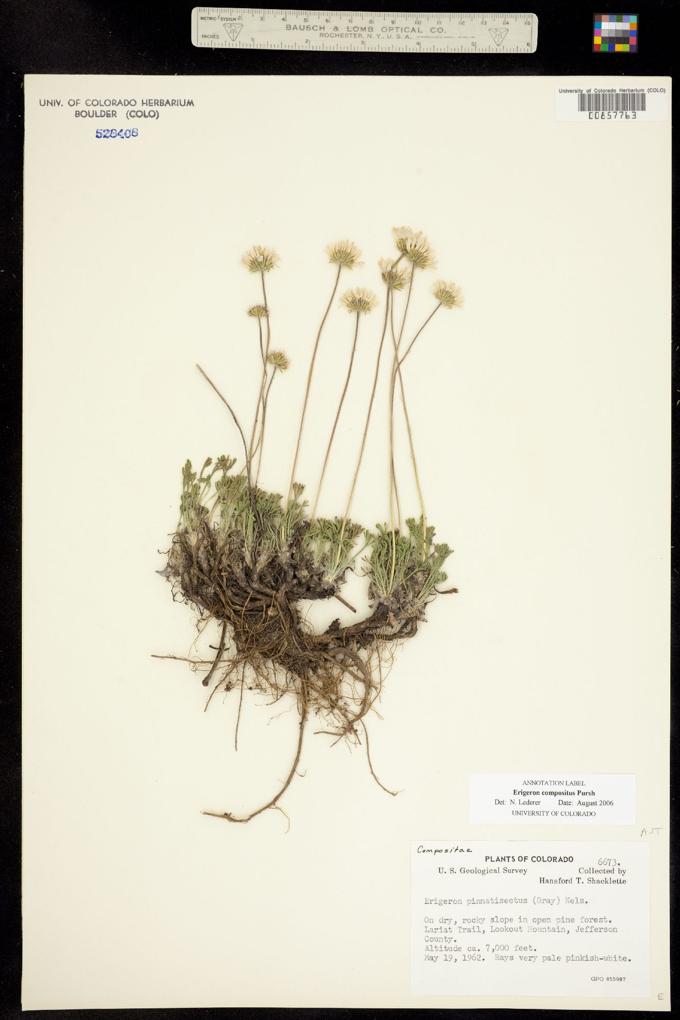 Erigeron compositus image