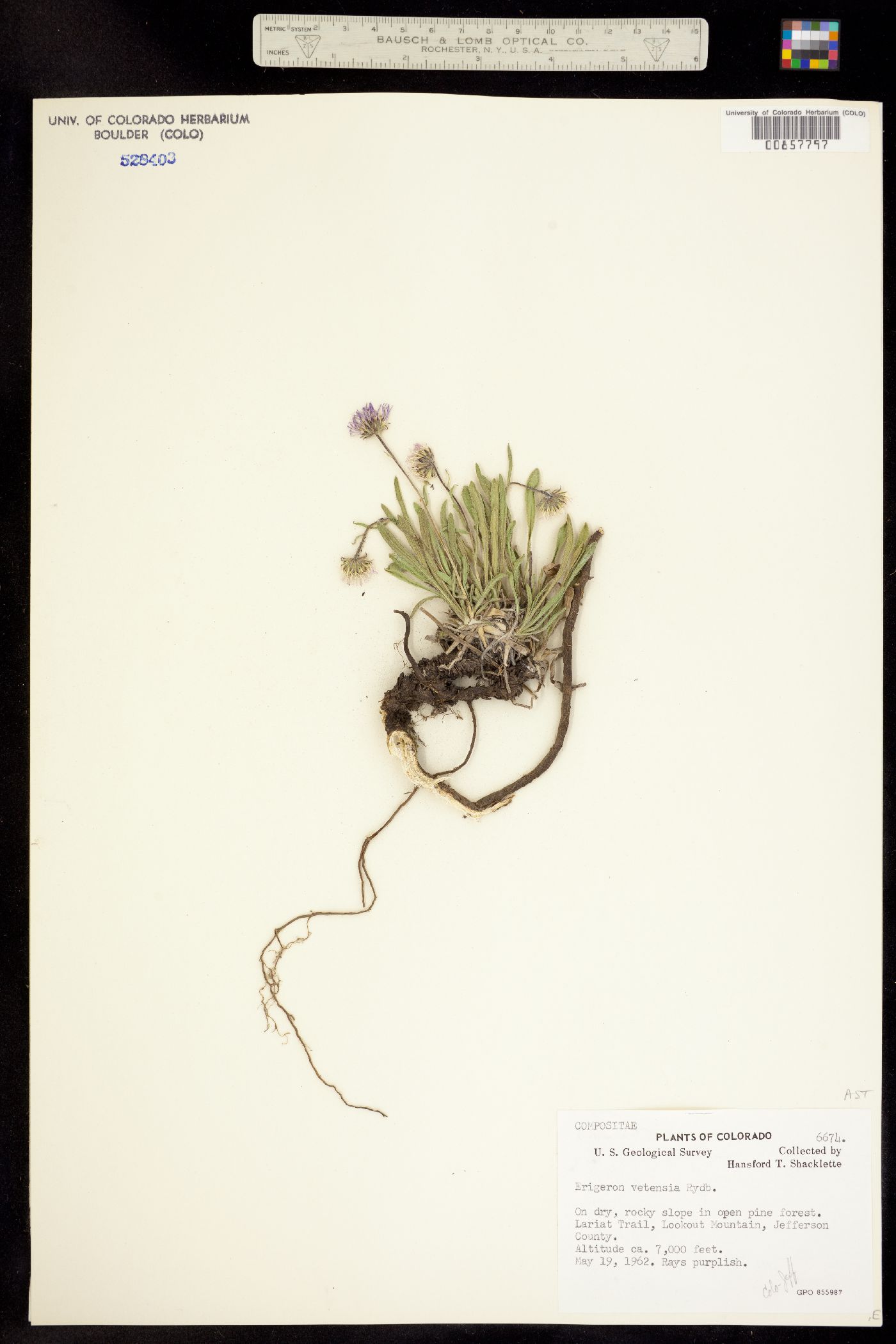 Erigeron vetensis image