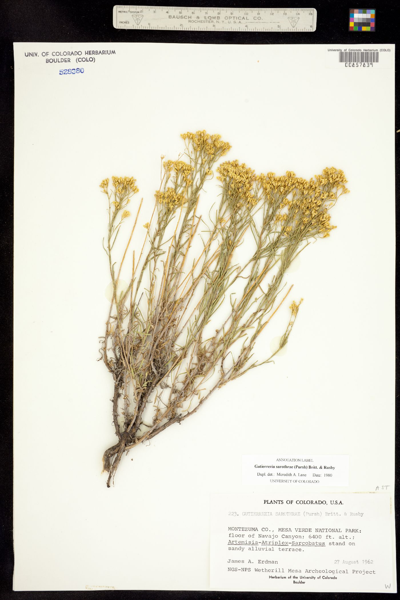 Gutierrezia sarothrae image