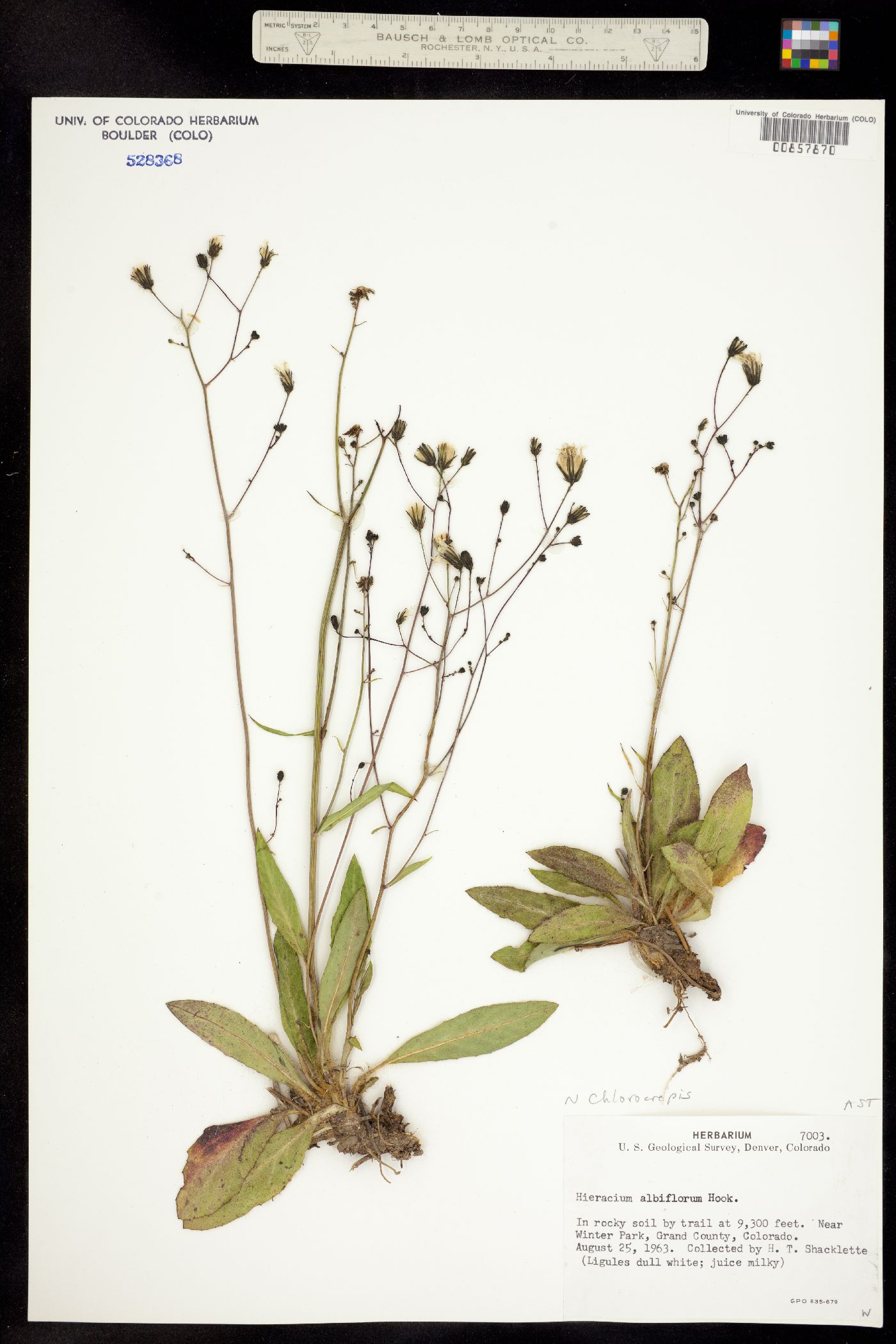 Hieracium albiflorum image