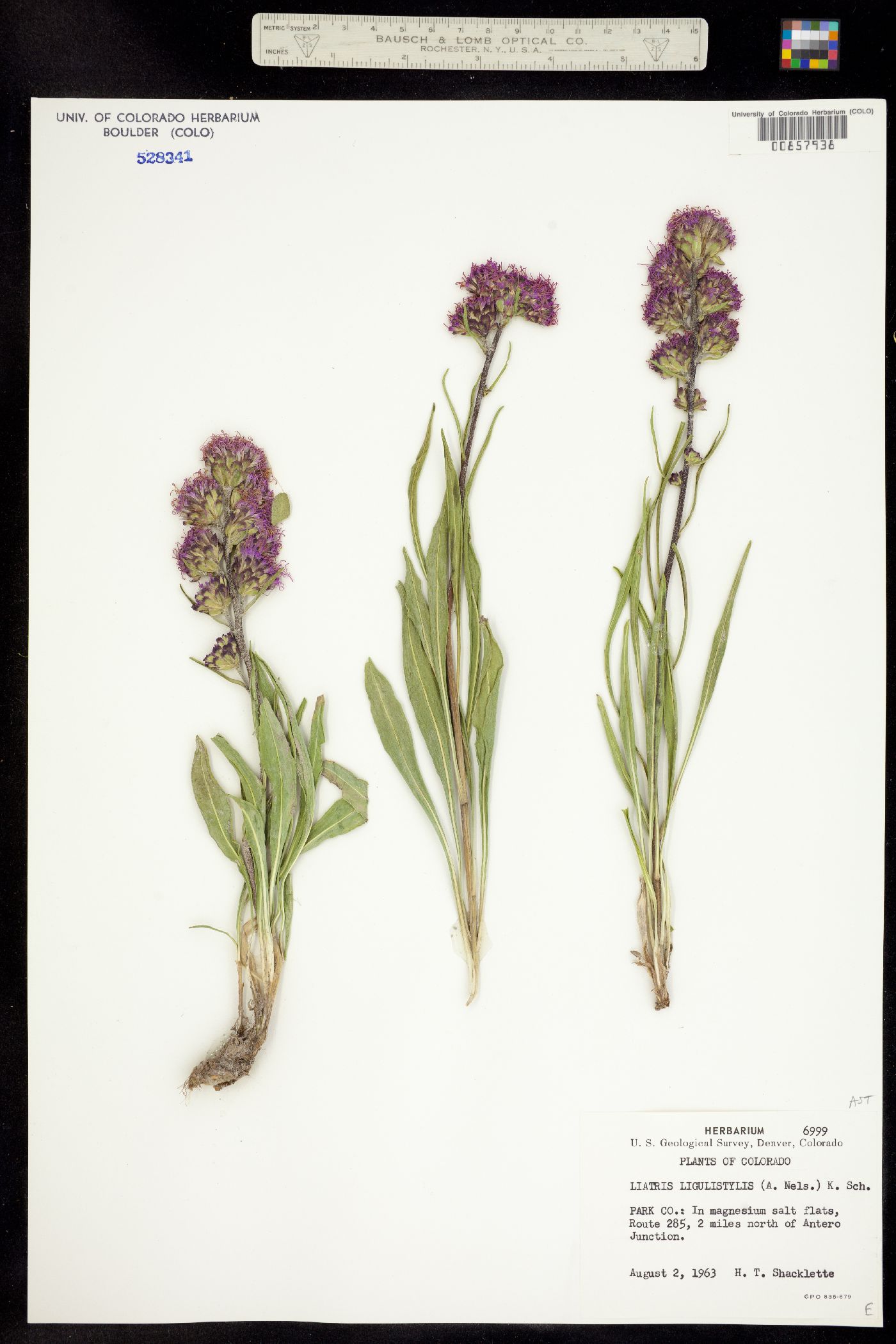 Liatris ligulistylis image